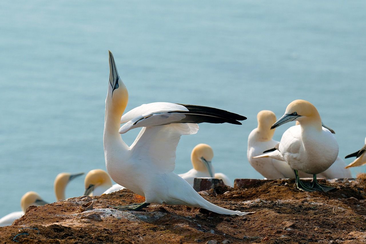 A flock of northern gannets crowded together at a seabird colony