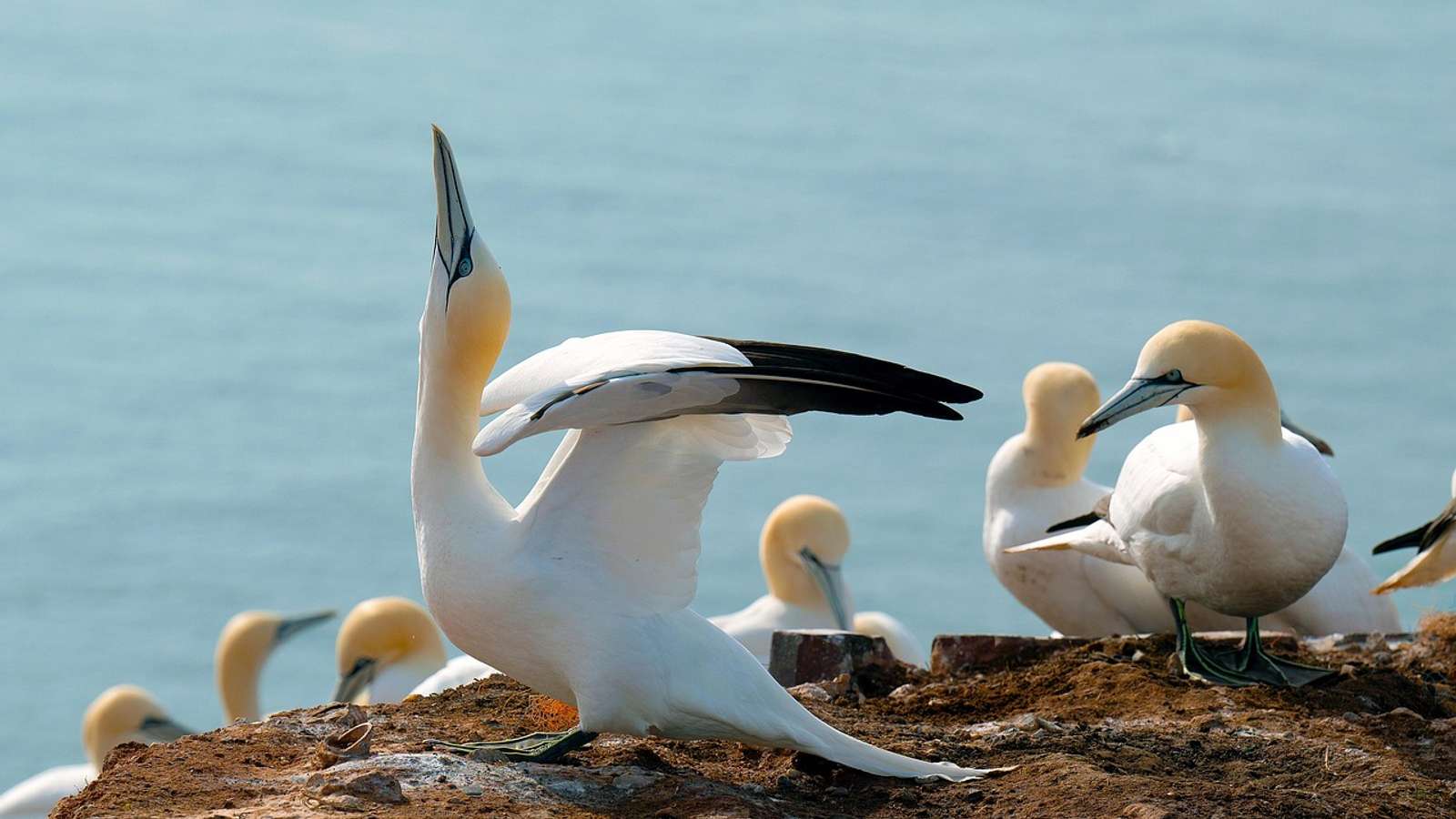 A flock of northern gannets crowded together at a seabird colony