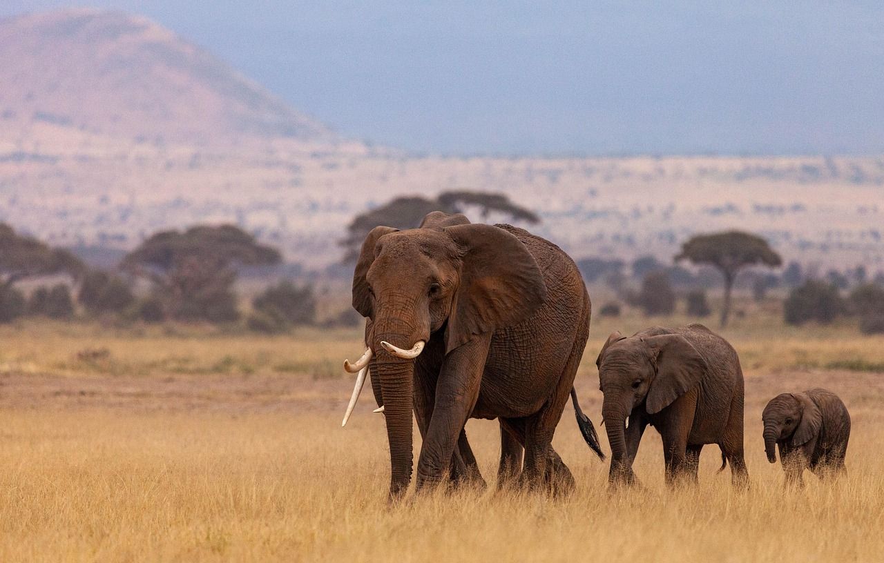 A herd of elephants in Kenya