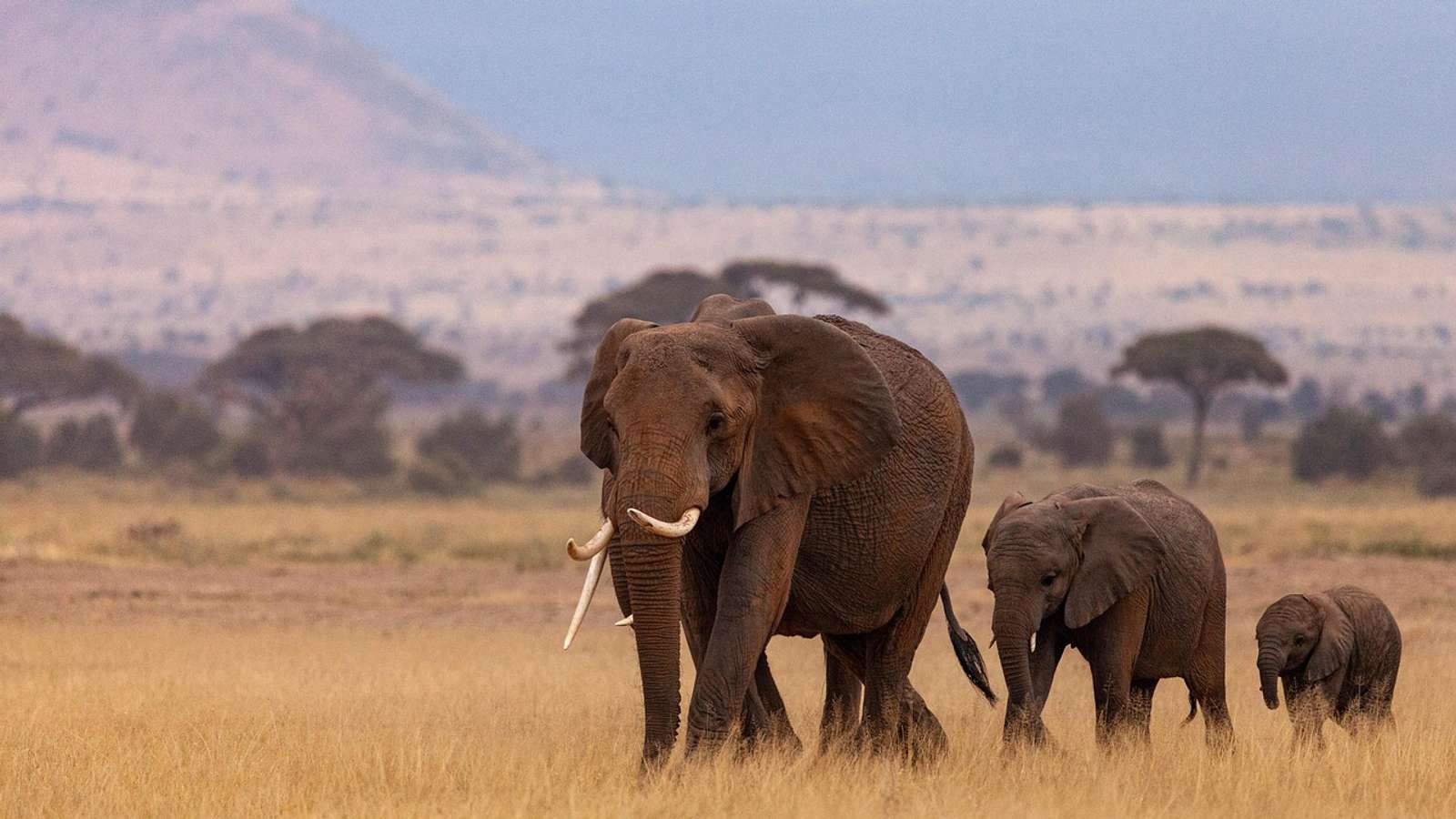 A herd of elephants in Kenya