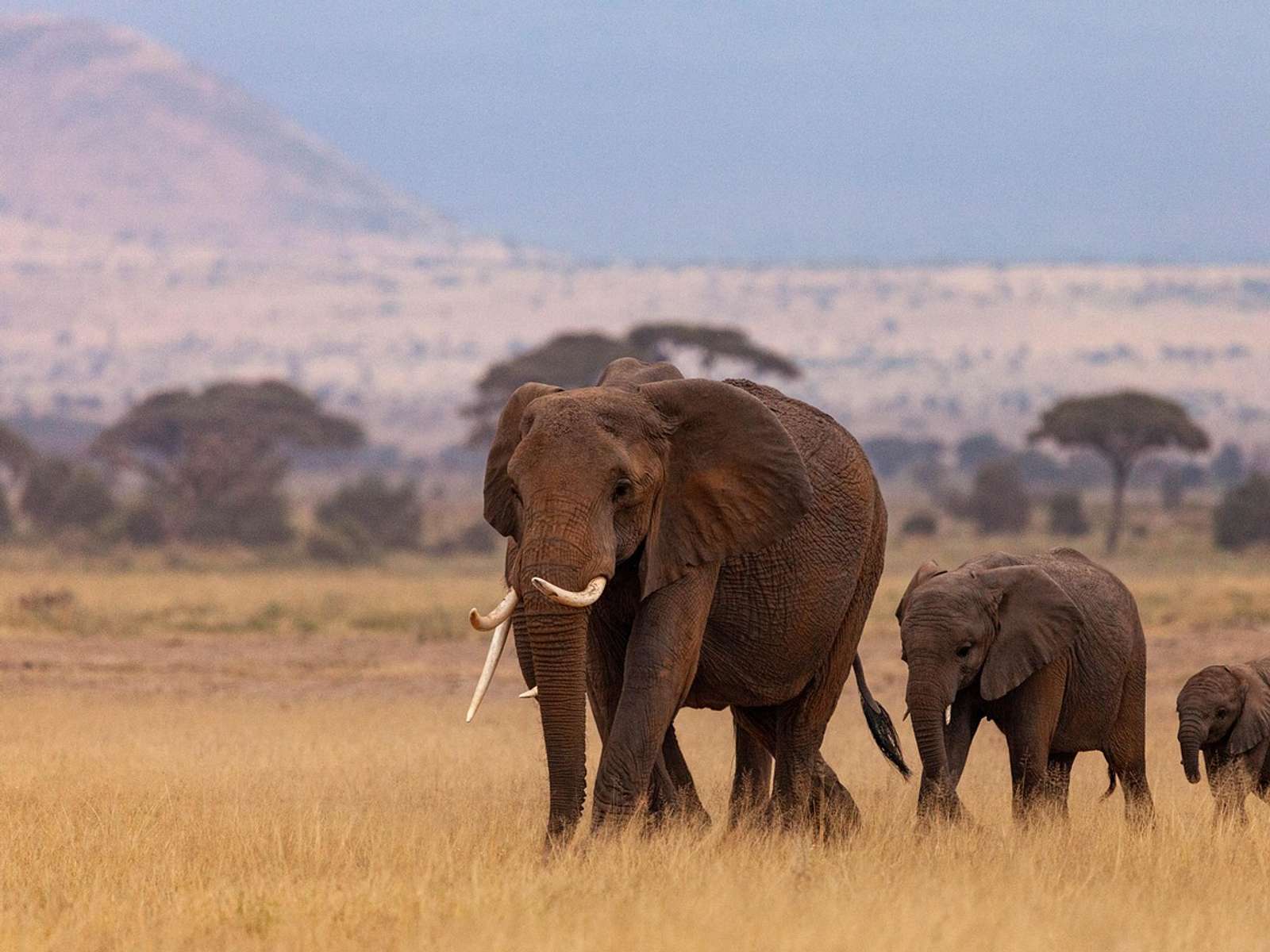 A herd of elephants in Kenya