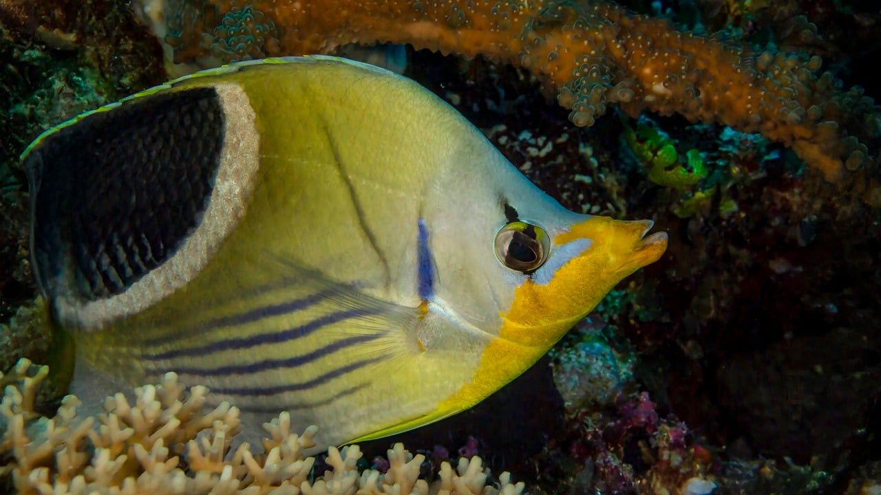 A yellow butterflyfish swimming over coral in Fiji