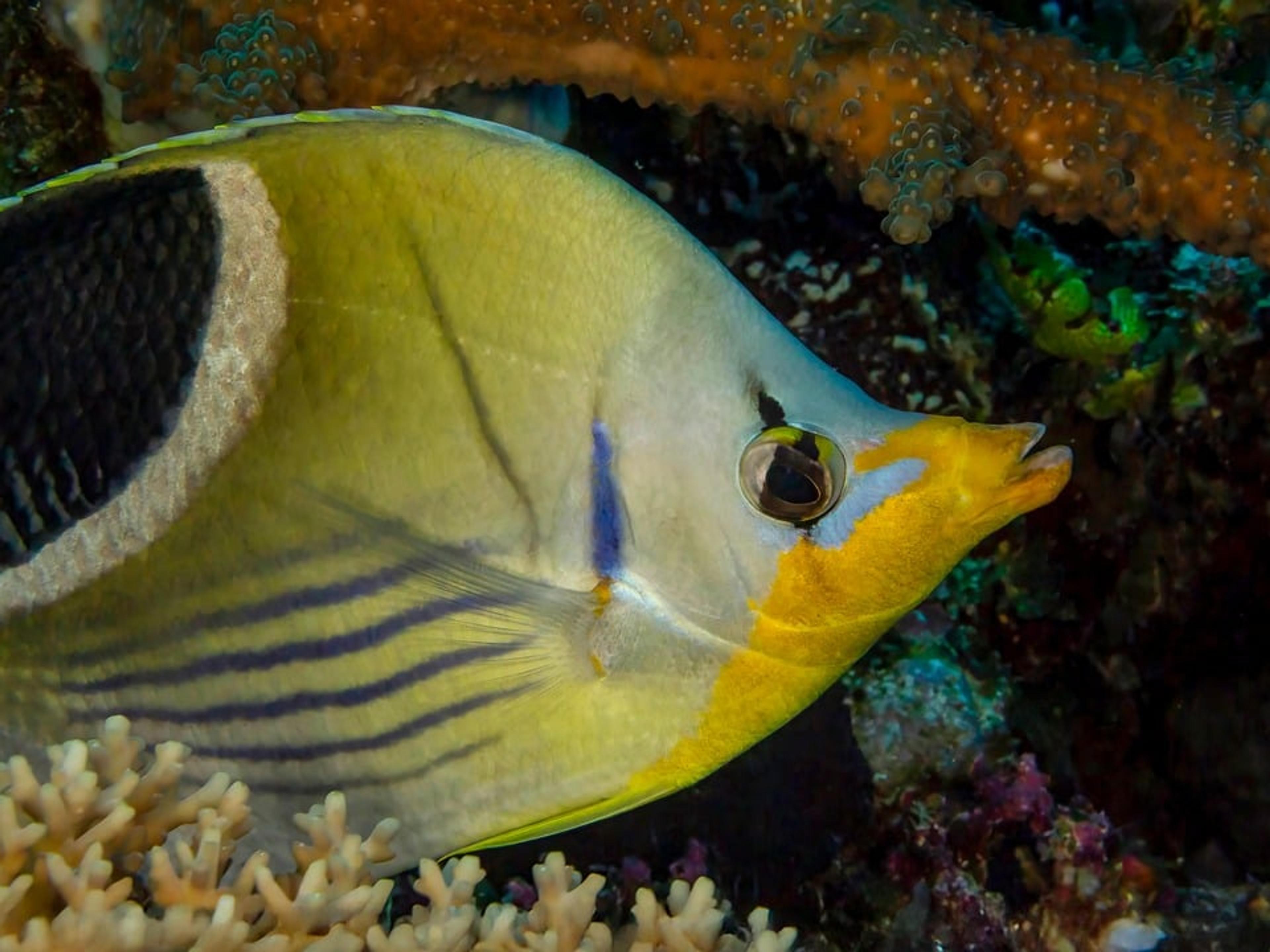A yellow butterflyfish swimming over coral in Fiji