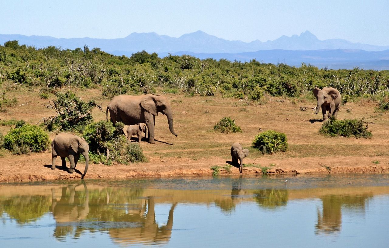 A herd of African elephants at a waterhole