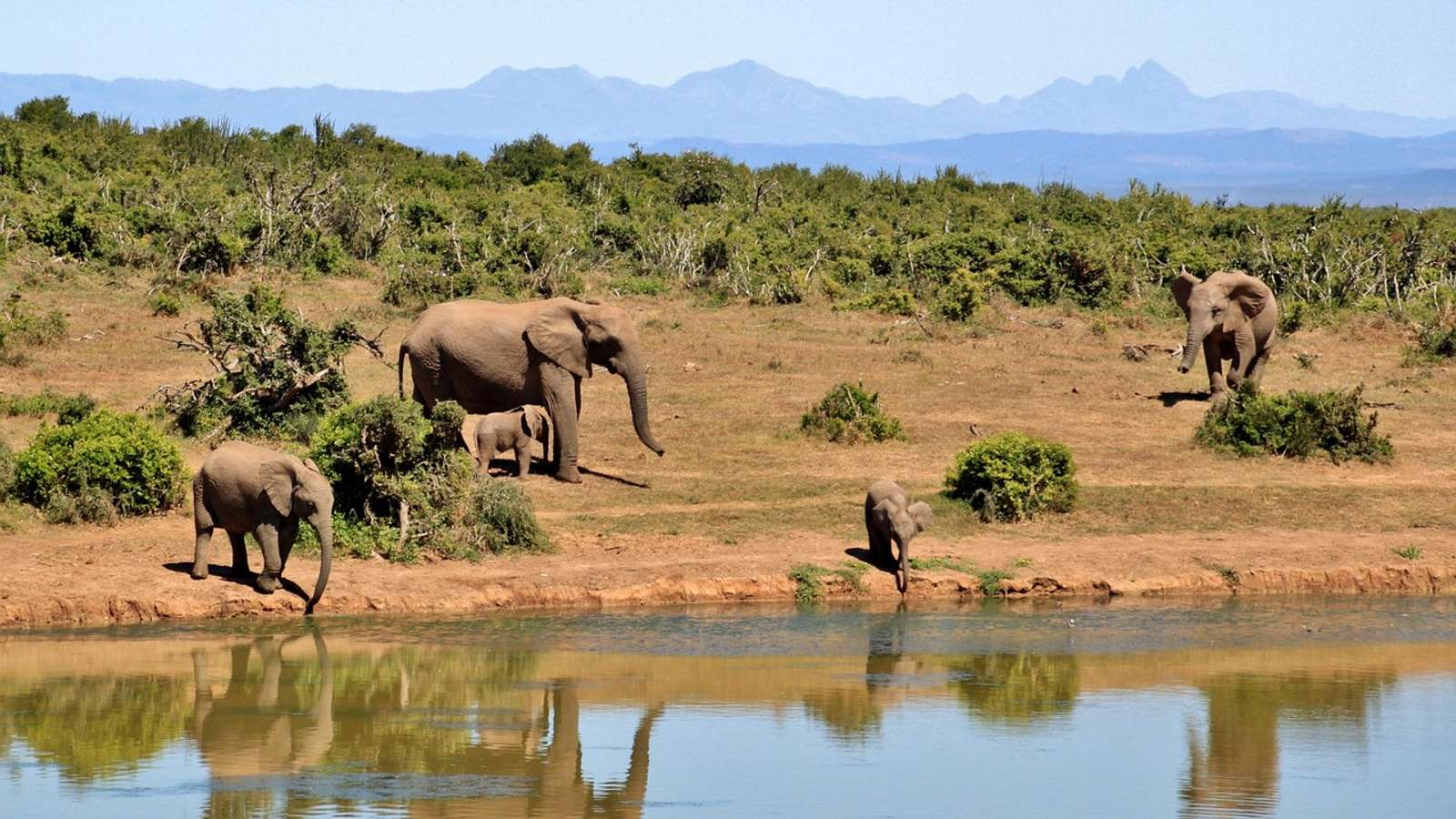 A herd of African elephants at a waterhole