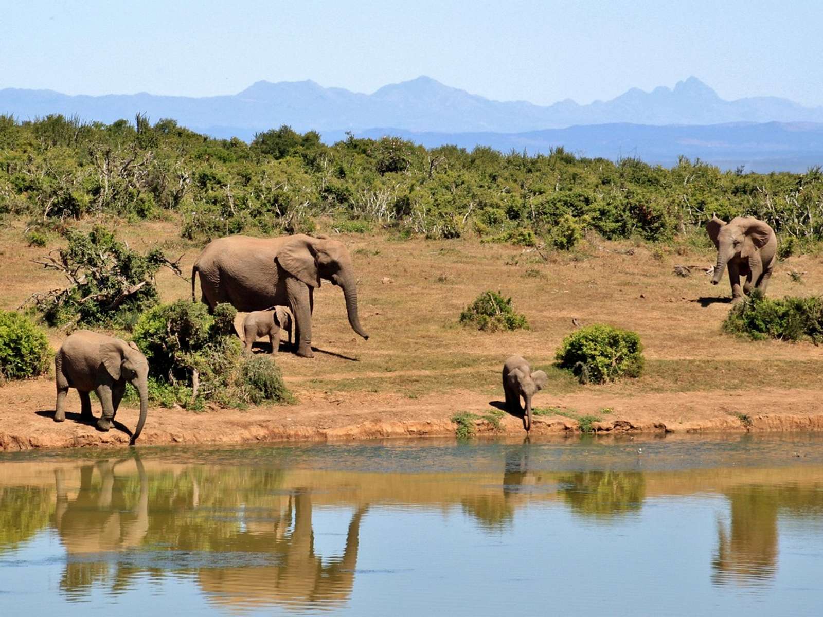 A herd of African elephants at a waterhole