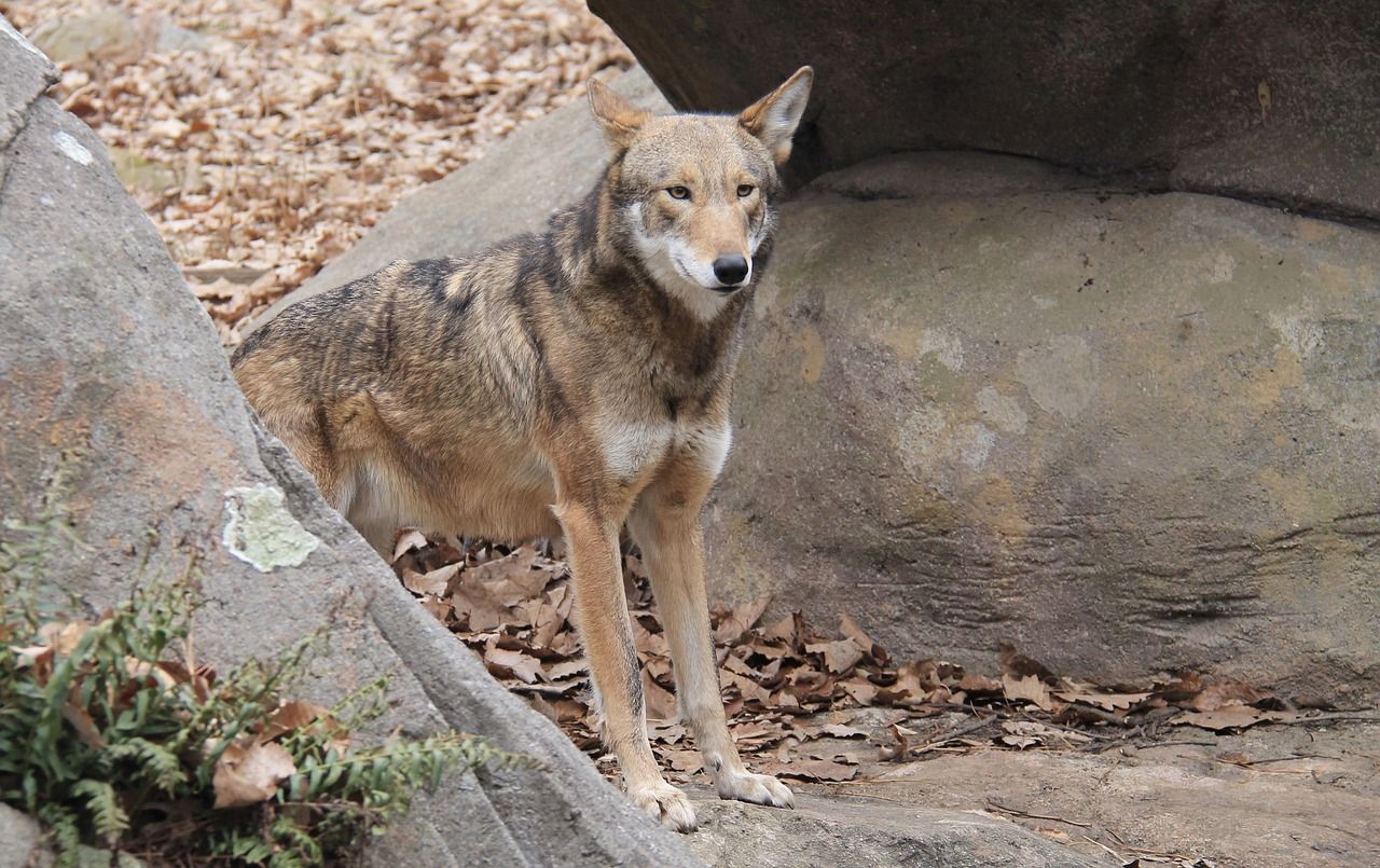 A red wolf with reddish-brown fur standing among rocks