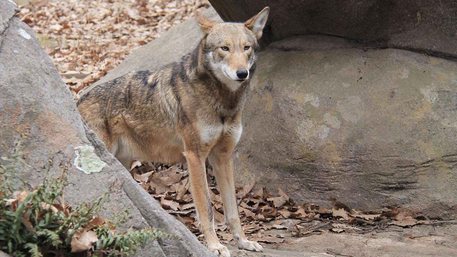 A red wolf with reddish-brown fur standing among rocks