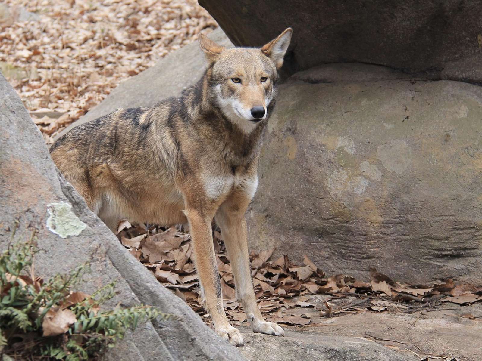 A red wolf with reddish-brown fur standing among rocks