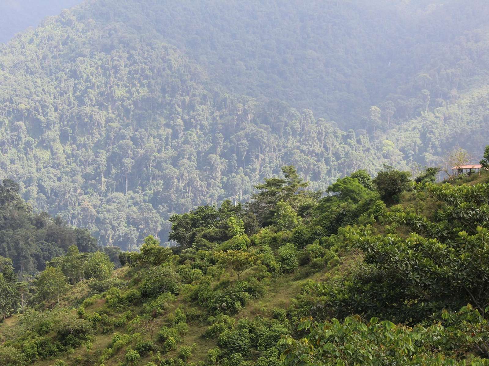 Forested mountain slopes in Colombia's Sierra Nevada de Santa Marta under a partly cloudy sky
