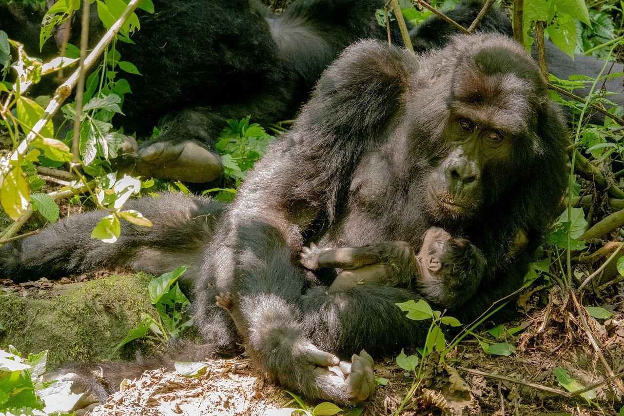 A gorilla holding a small infant among green forest vegetation