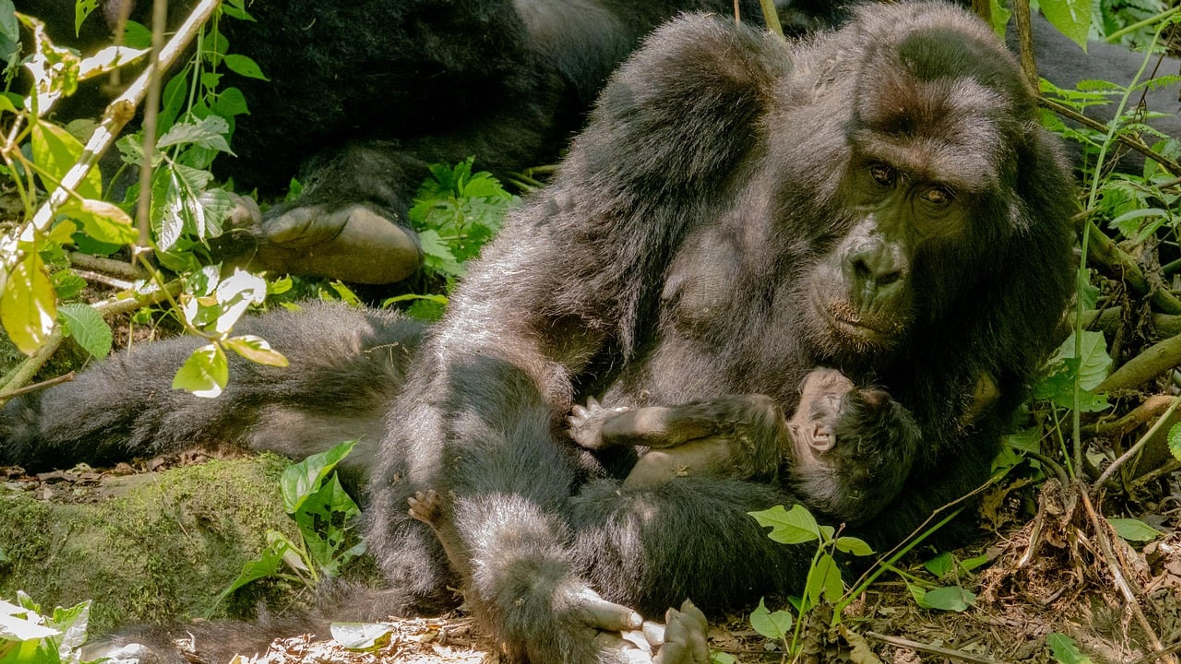 A gorilla holding a small infant among green forest vegetation