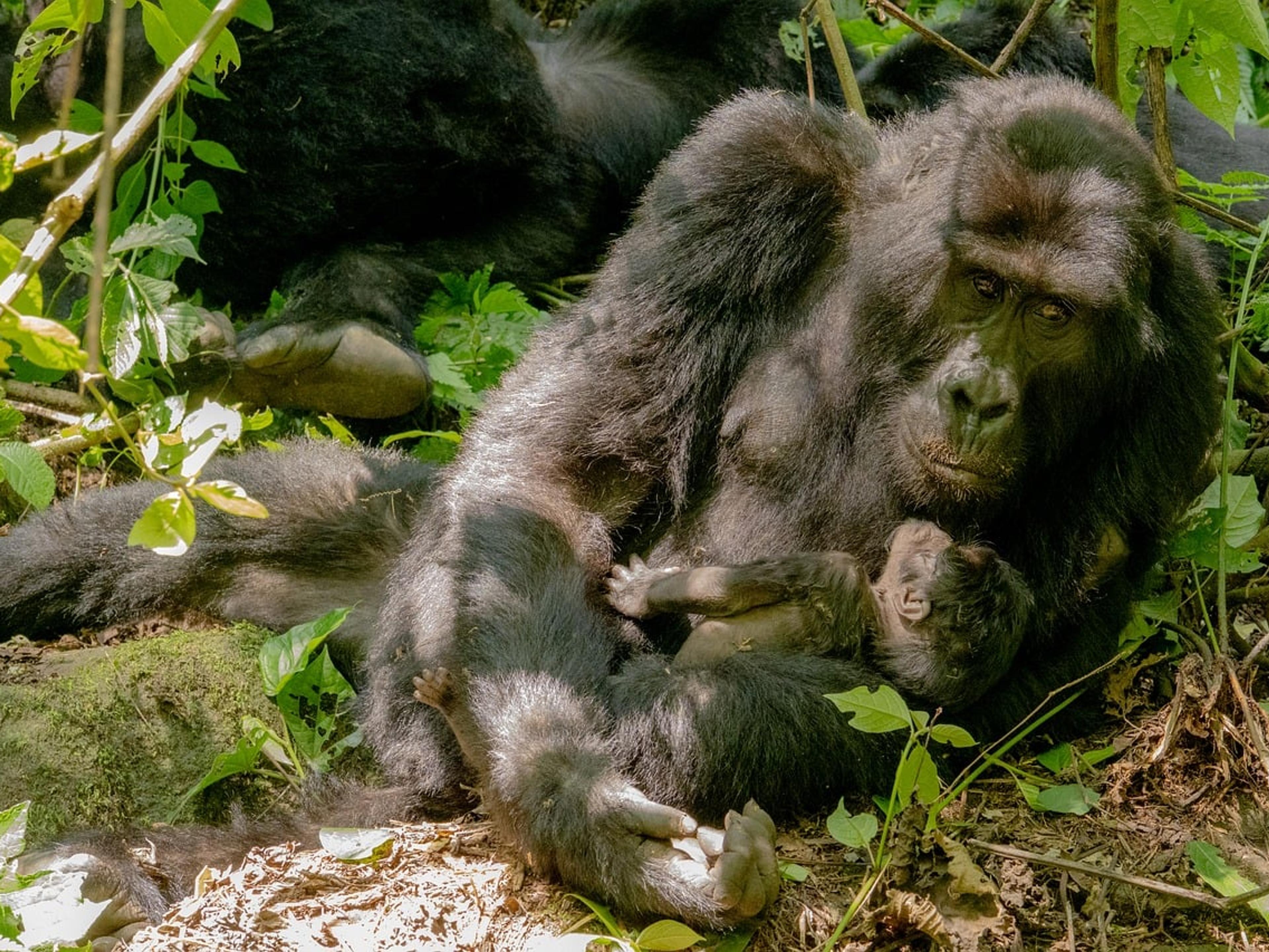 A gorilla holding a small infant among green forest vegetation