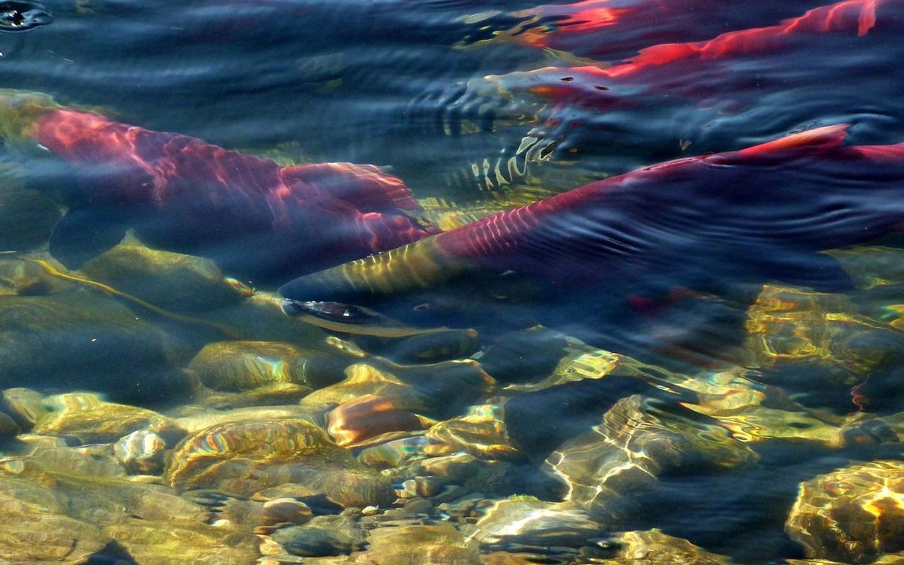 Salmon swimming upstream in a clear, shallow river