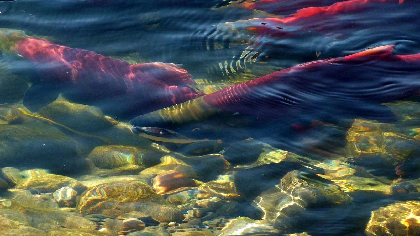 Salmon swimming upstream in a clear, shallow river