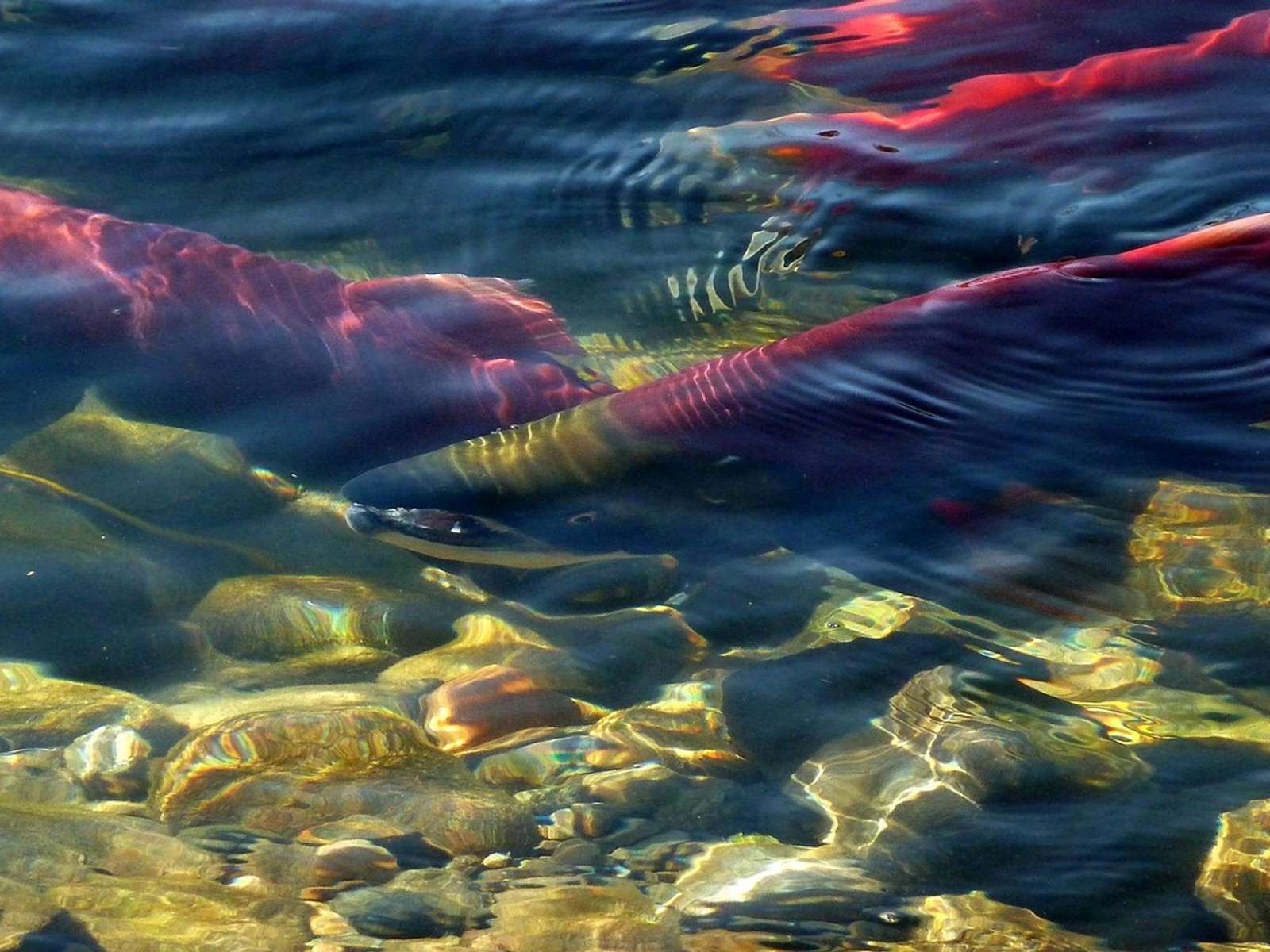 Salmon swimming upstream in a clear, shallow river