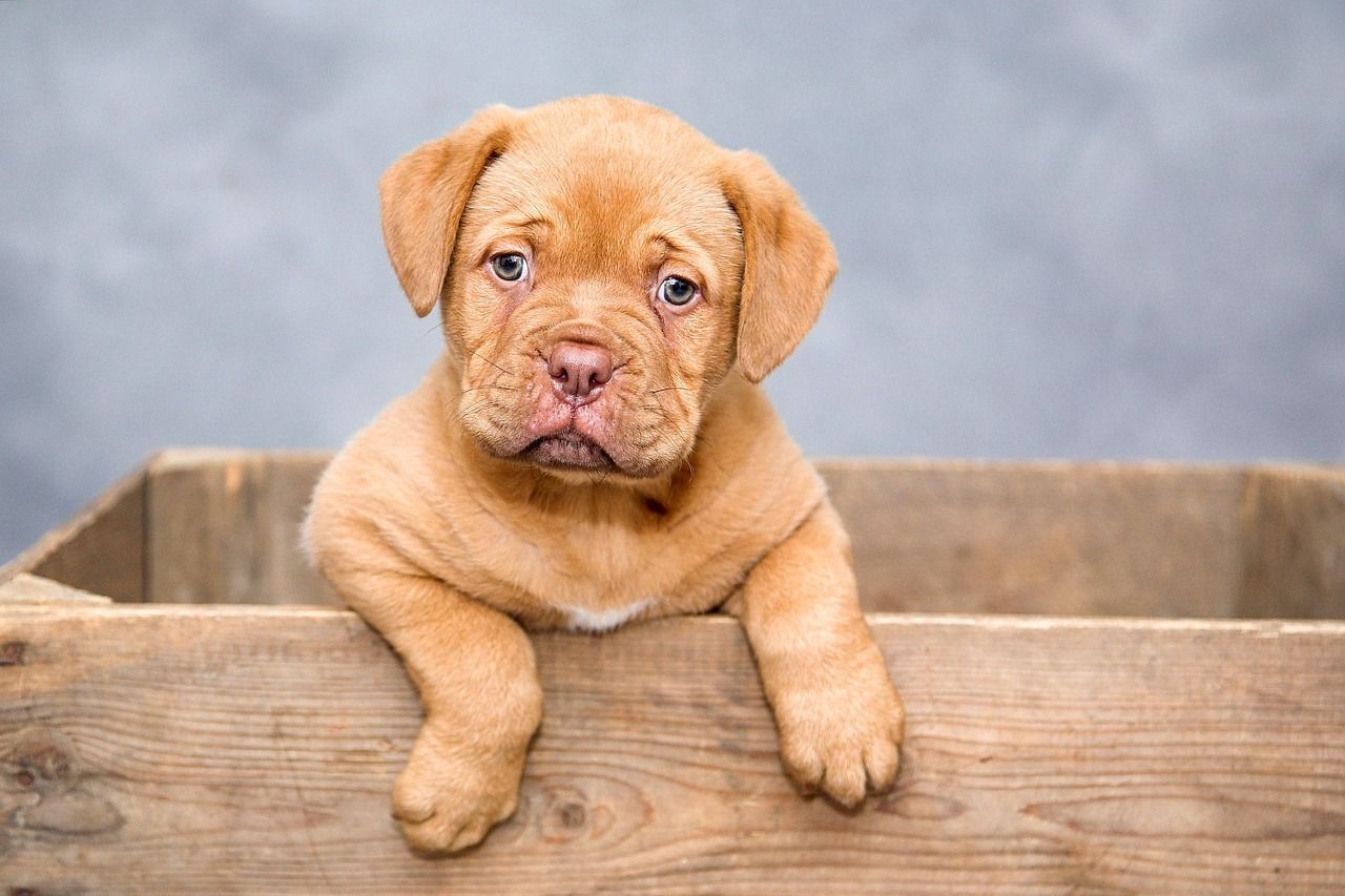 A brown puppy resting its paws on the edge of a wooden crate