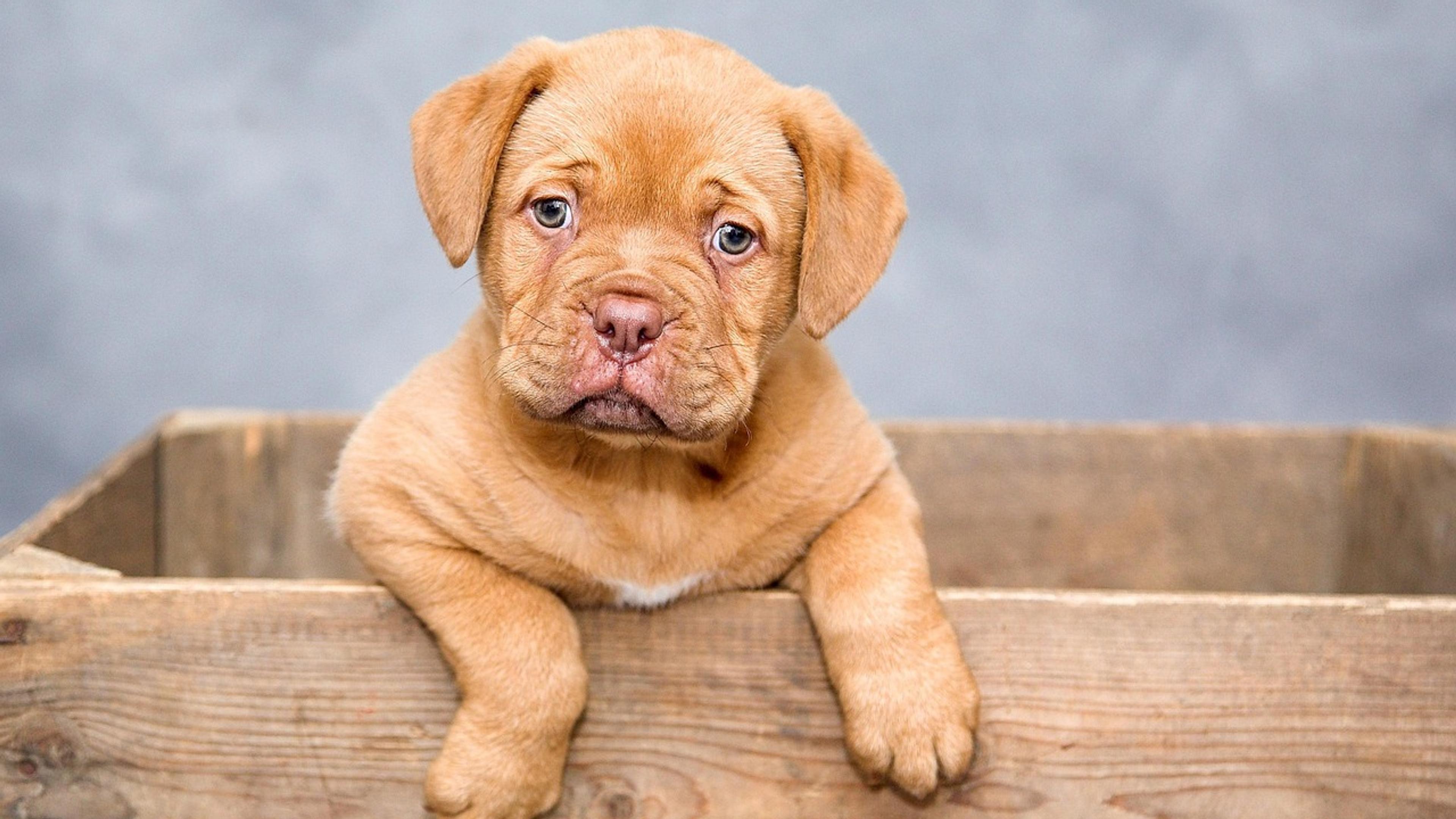 A brown puppy resting its paws on the edge of a wooden crate