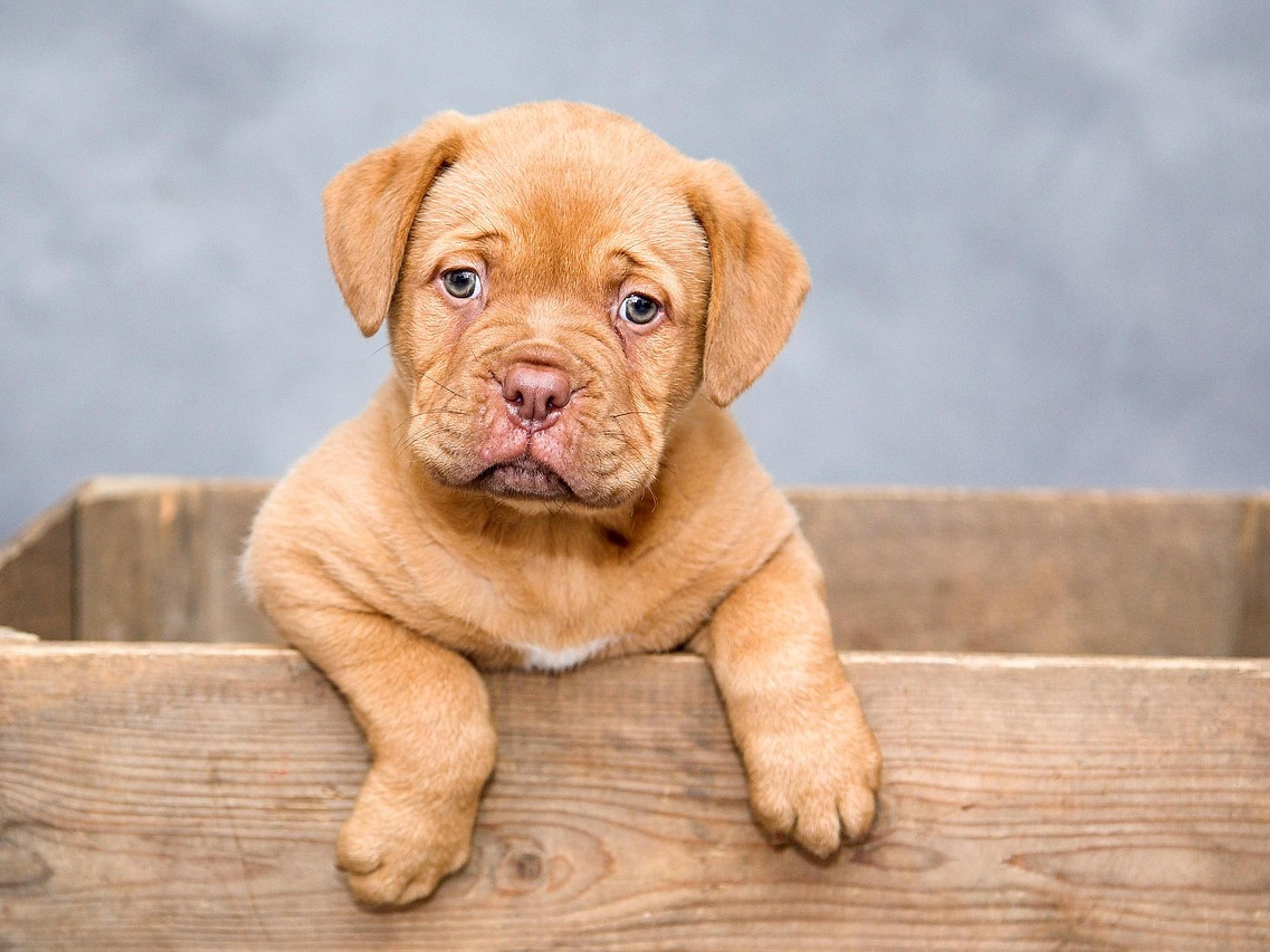 A brown puppy resting its paws on the edge of a wooden crate