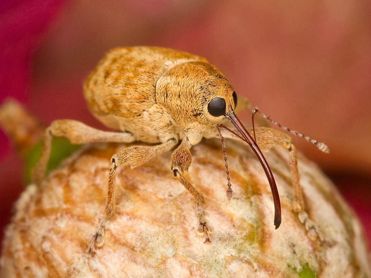 A weevil on a leaf, a relative of the Canterbury knobbled weevil