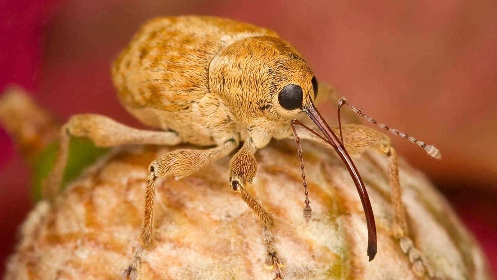 A weevil on a leaf, a relative of the Canterbury knobbled weevil