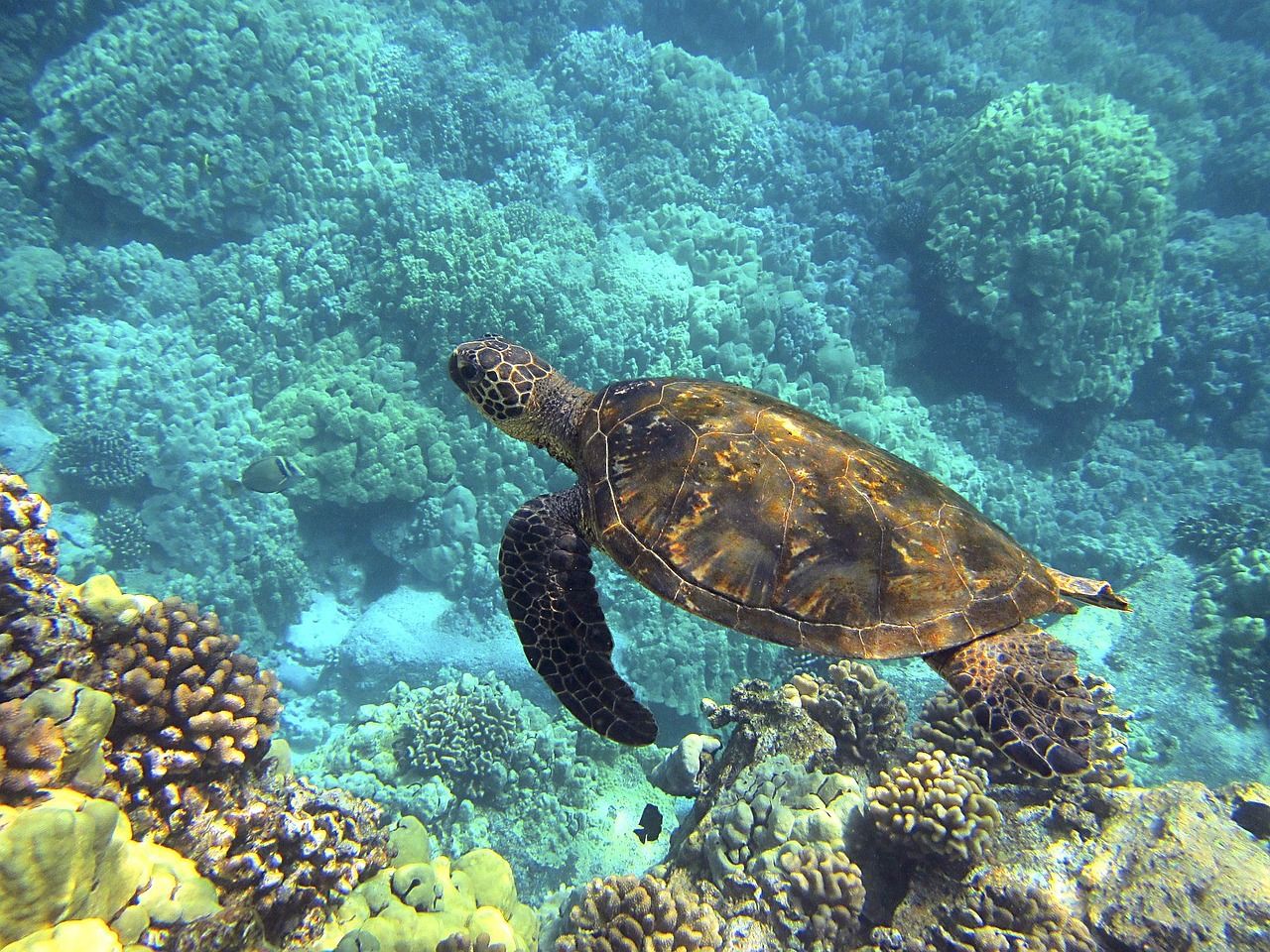 A green sea turtle swimming