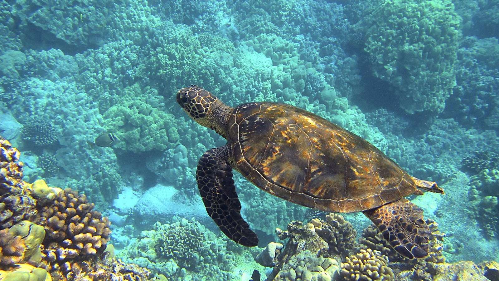 A green sea turtle swimming
