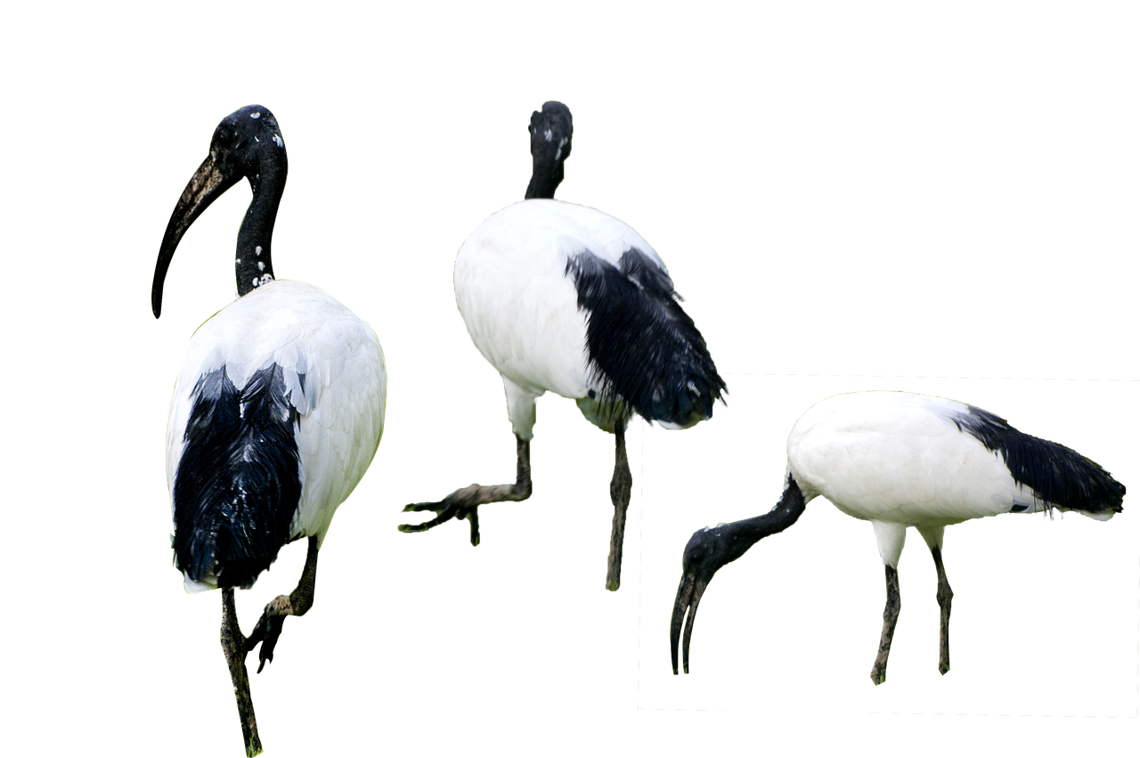 An African sacred ibis, a close relative of the Madagascar sacred ibis