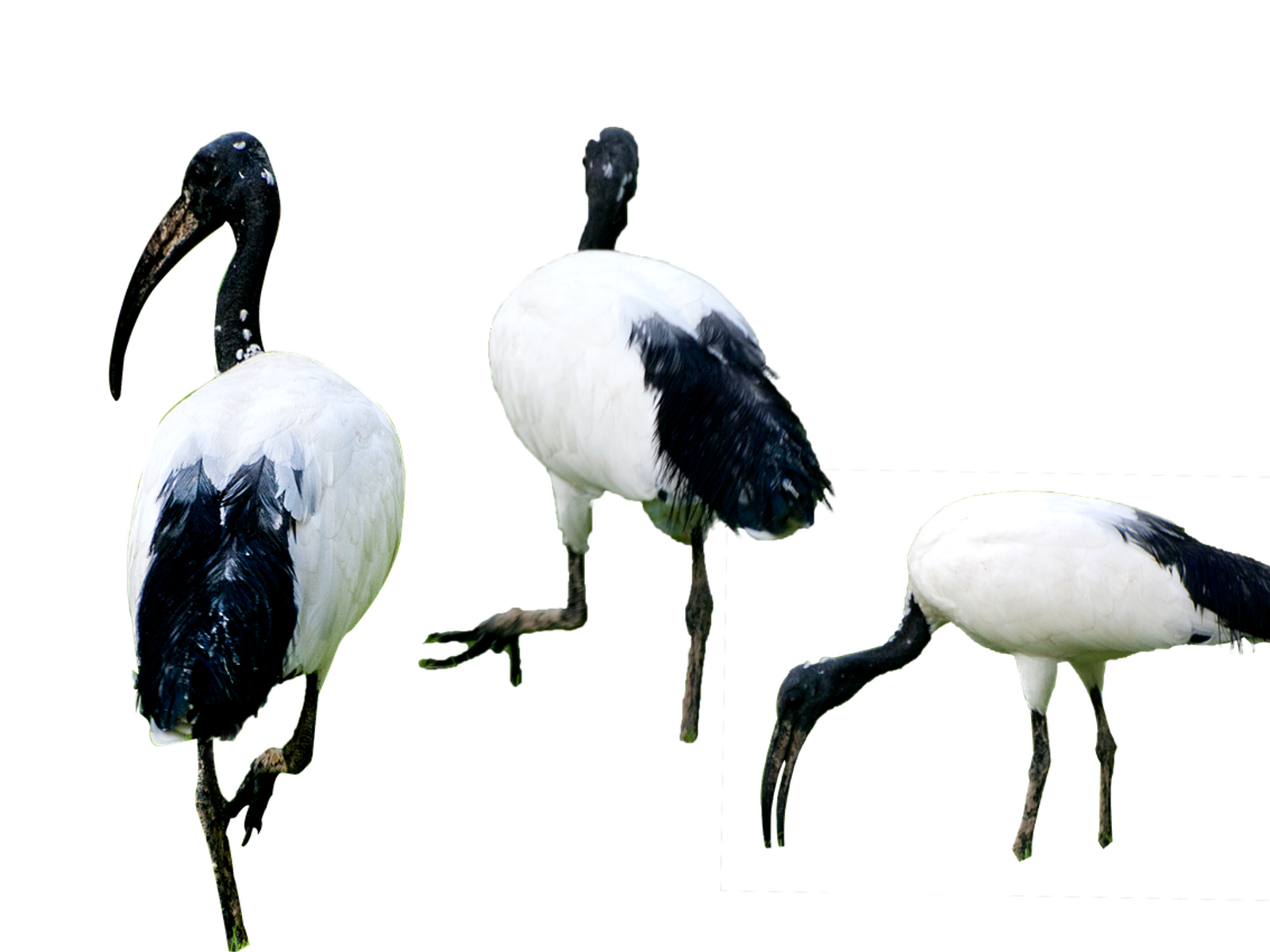 An African sacred ibis, a close relative of the Madagascar sacred ibis