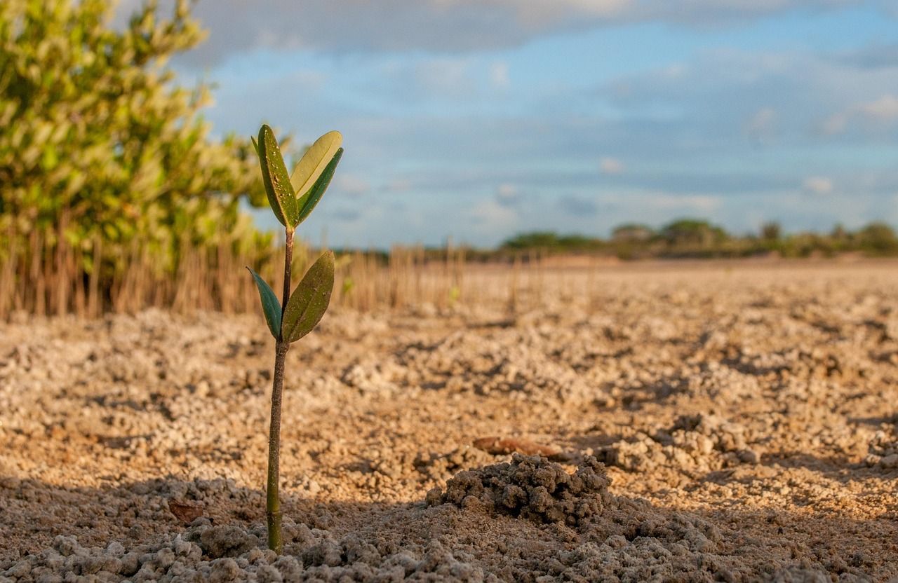 A young mangrove seedling growing in bare mudflat, with older mangroves in the background