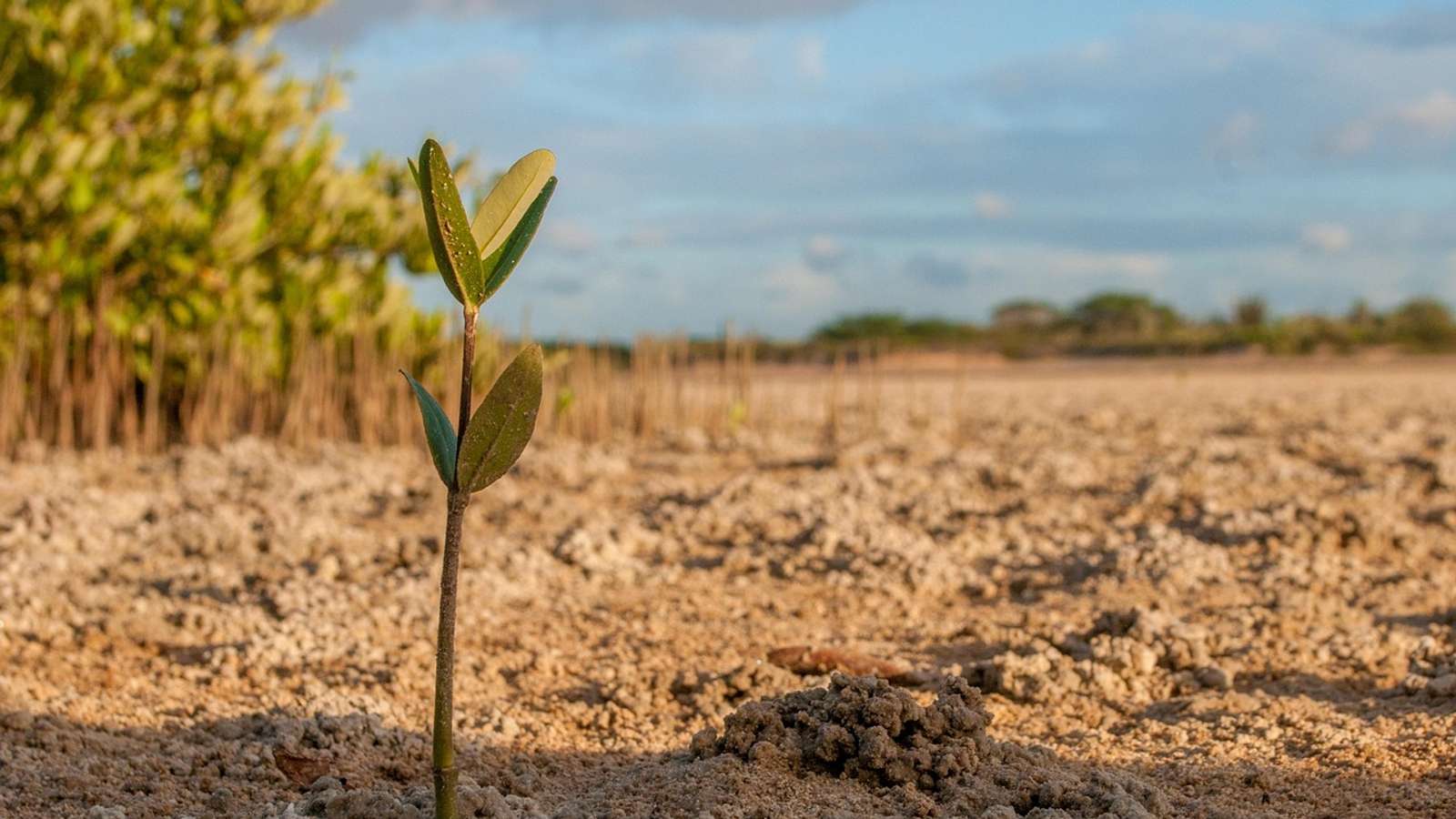 A young mangrove seedling growing in bare mudflat, with older mangroves in the background