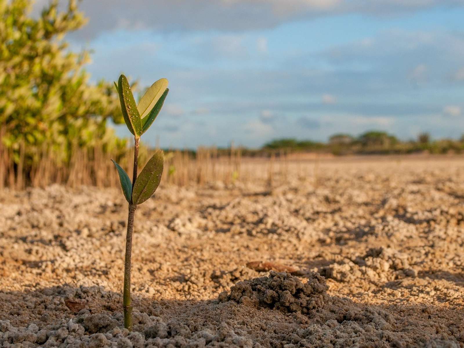 A young mangrove seedling growing in bare mudflat, with older mangroves in the background