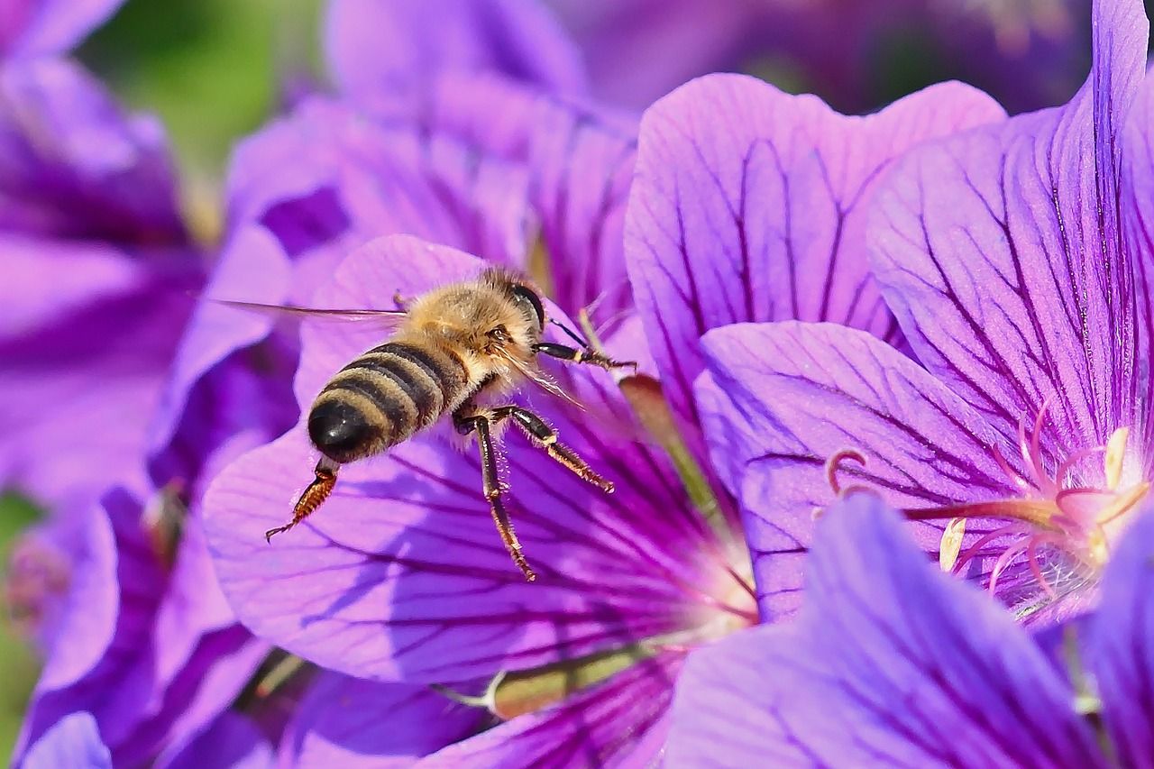A bee collecting nectar from a purple flower