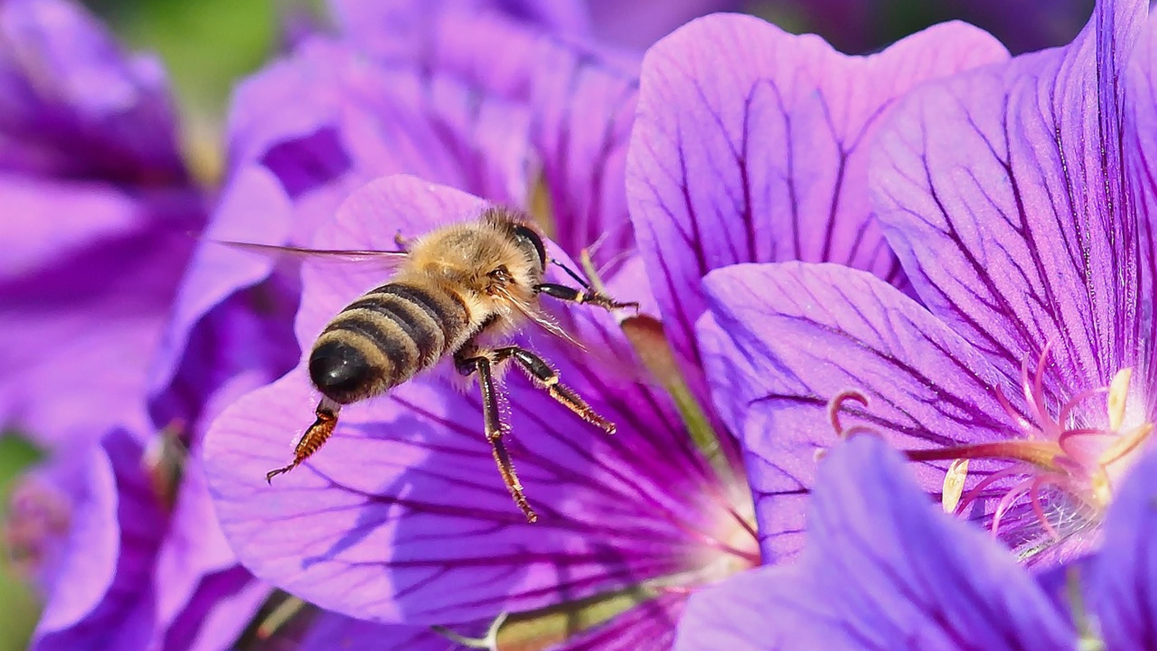A bee collecting nectar from a purple flower