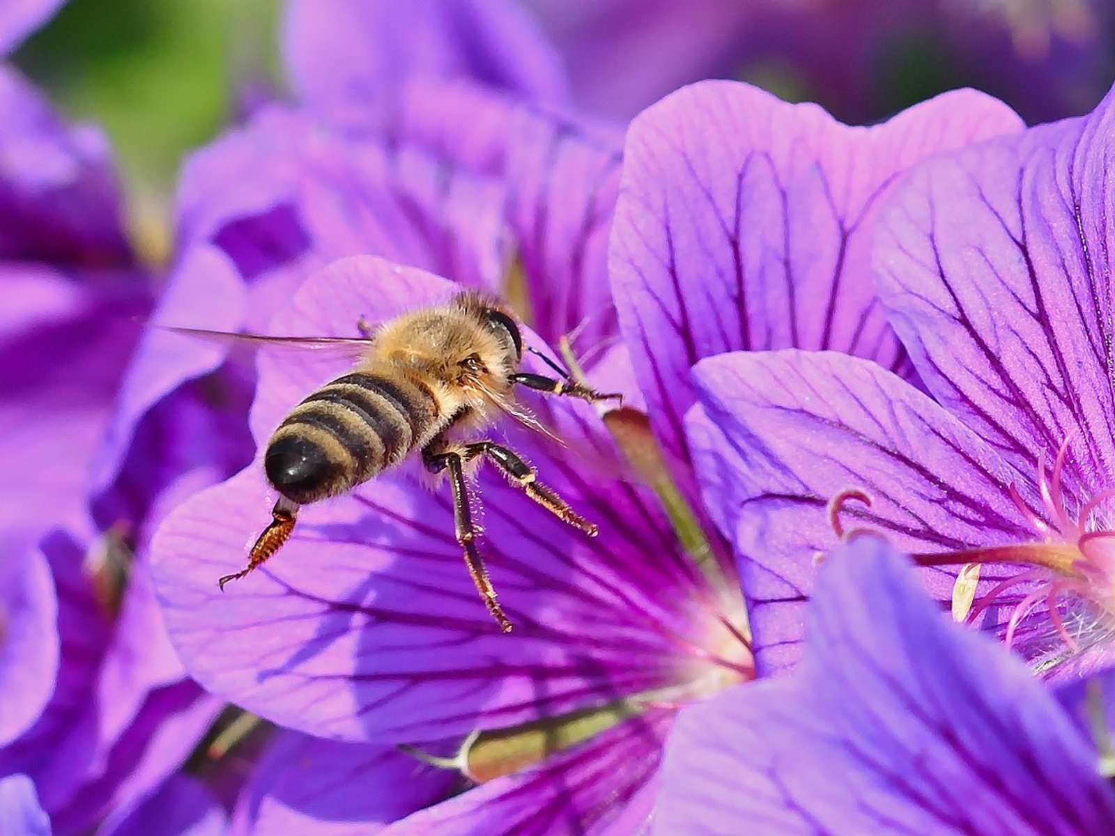 A bee collecting nectar from a purple flower