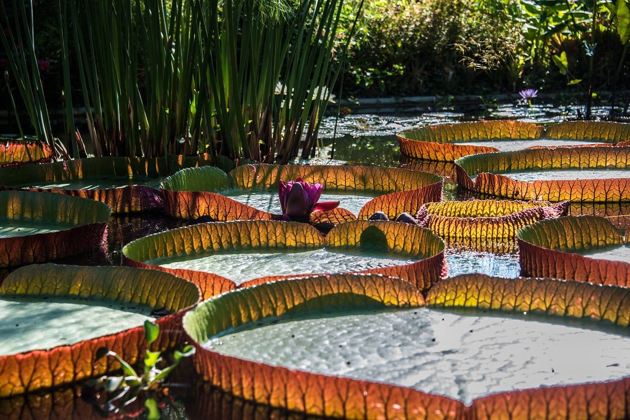 Giant round waterlily pads with upturned rims floating on a pond