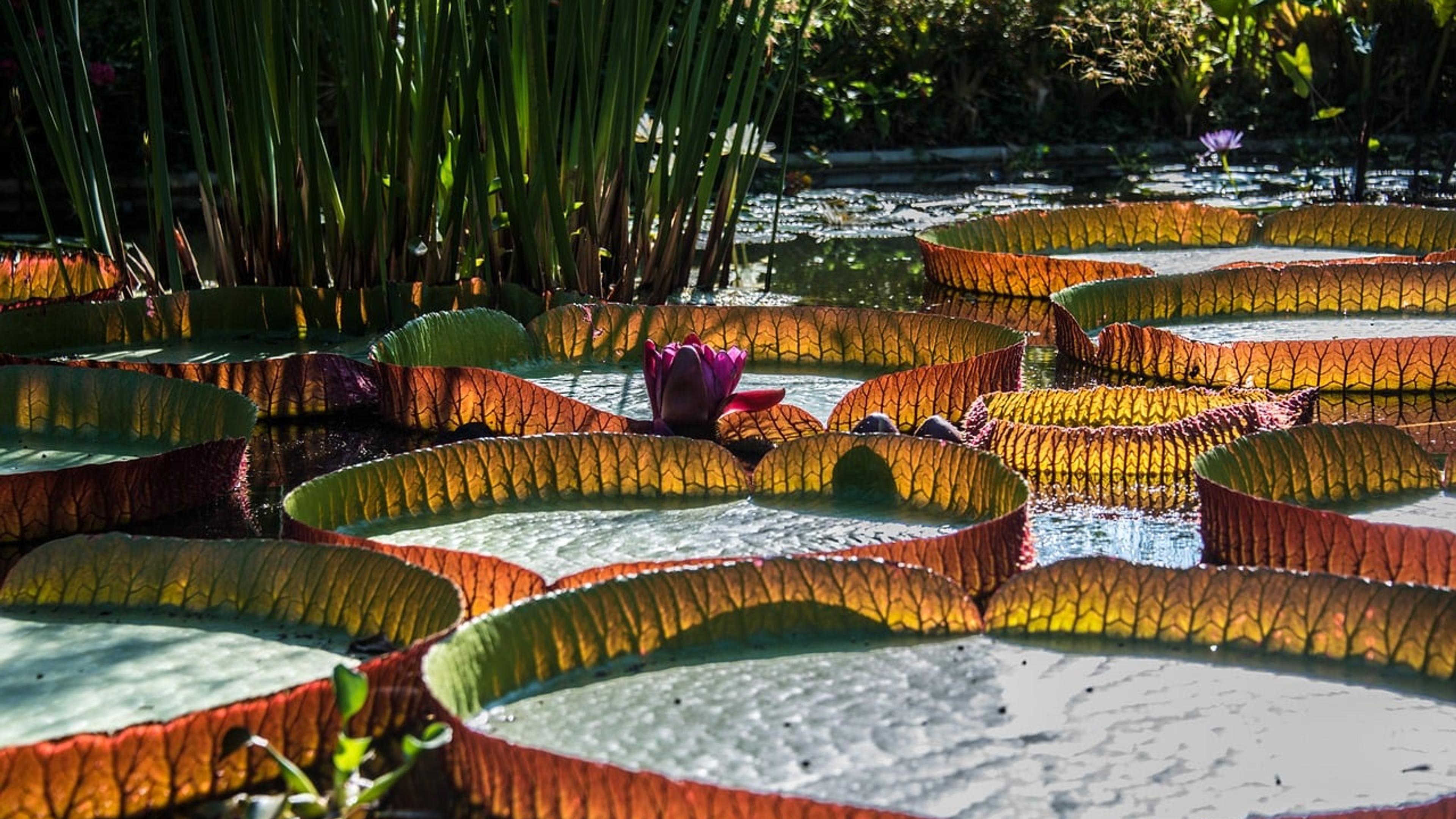 Giant round waterlily pads with upturned rims floating on a pond