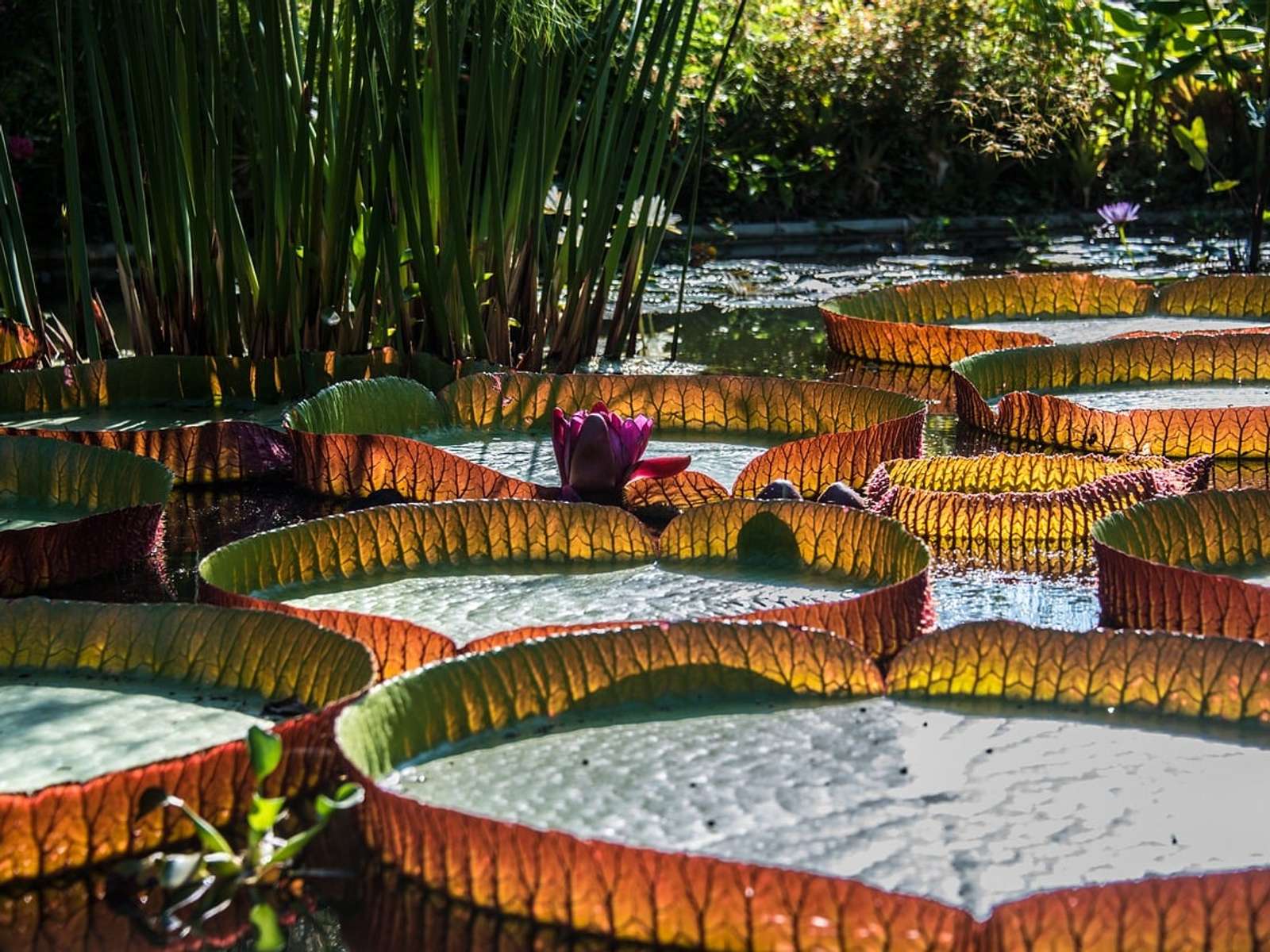 Giant round waterlily pads with upturned rims floating on a pond