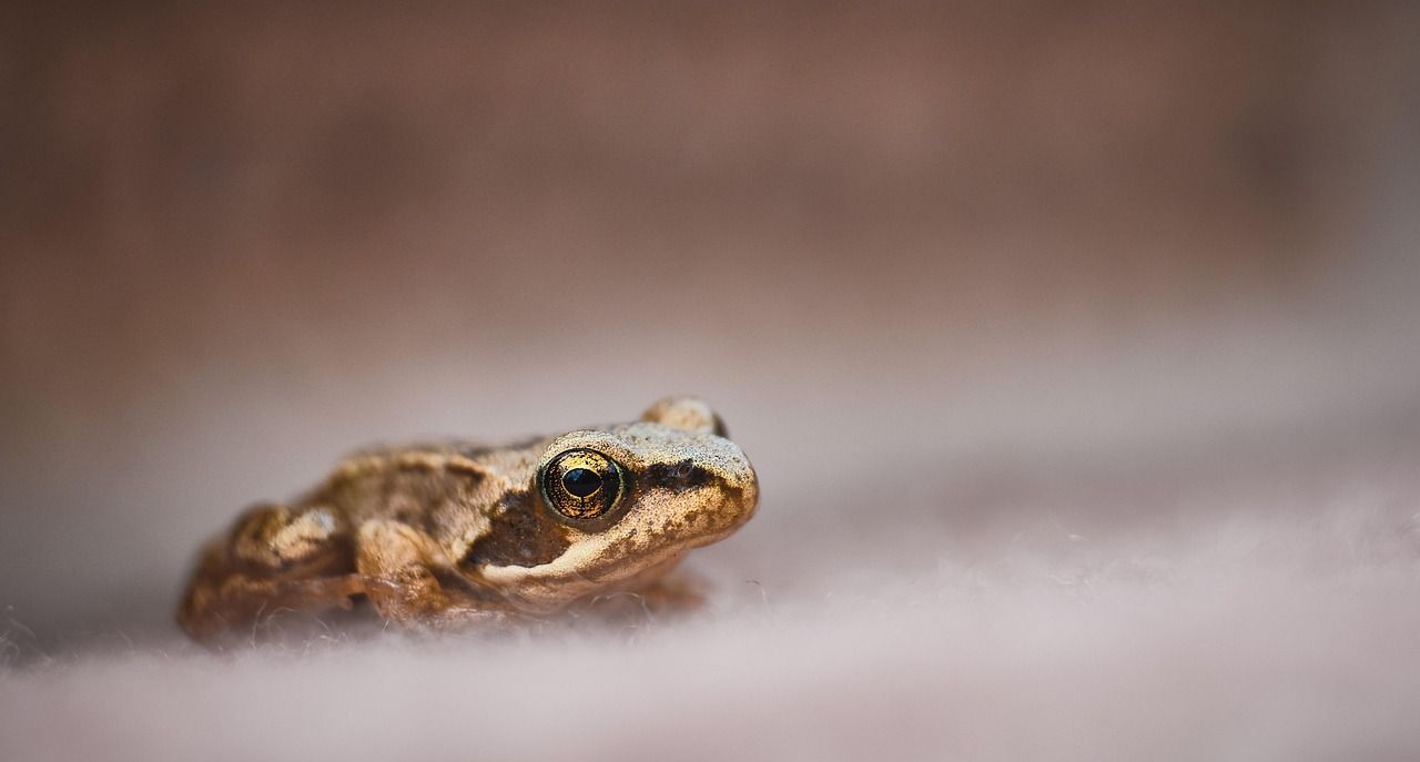 A small frog with yellow eyes, photographed close up
