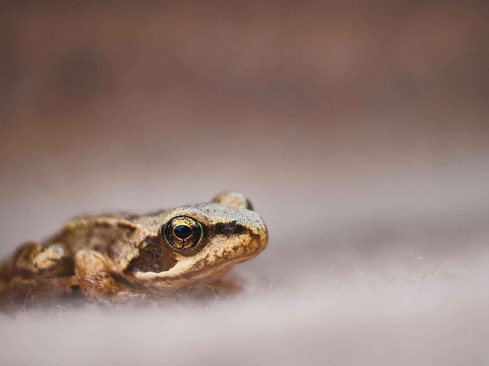 A small frog with yellow eyes, photographed close up