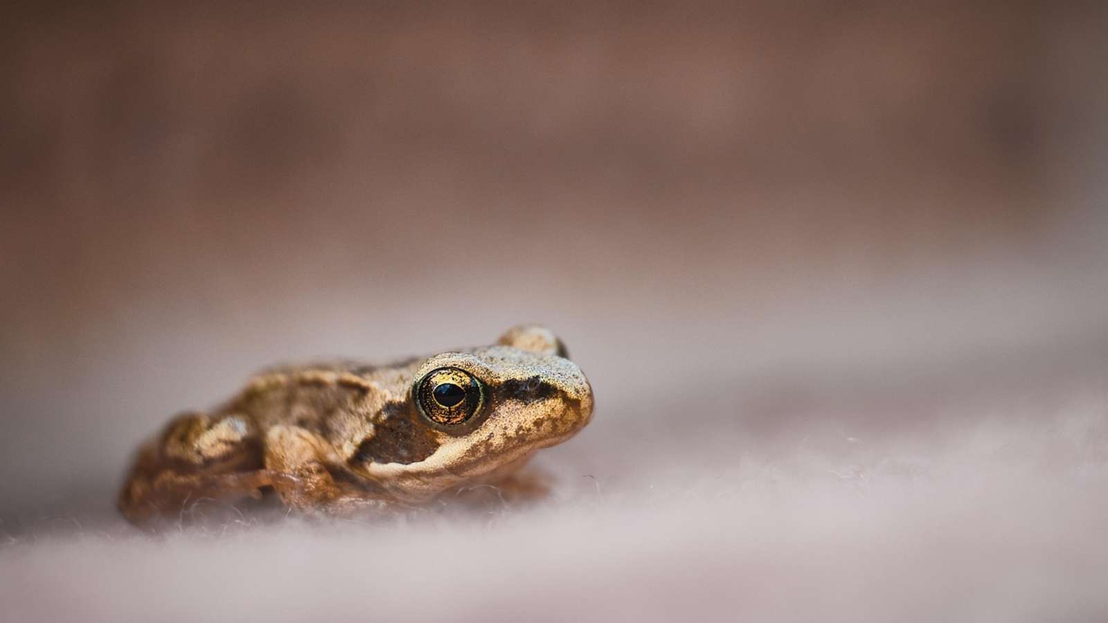 A small frog with yellow eyes, photographed close up