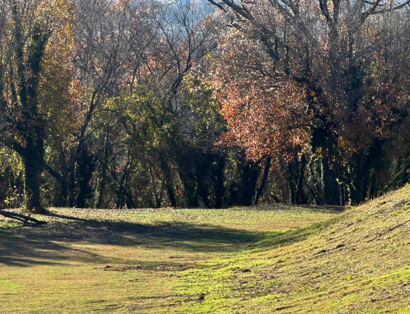 A scenic woodland landscape showing a grassy clearing surrounded by tall trees with autumn foliage in shades of golden yellow, orange, and red, with dappled sunlight filtering through the canopy.