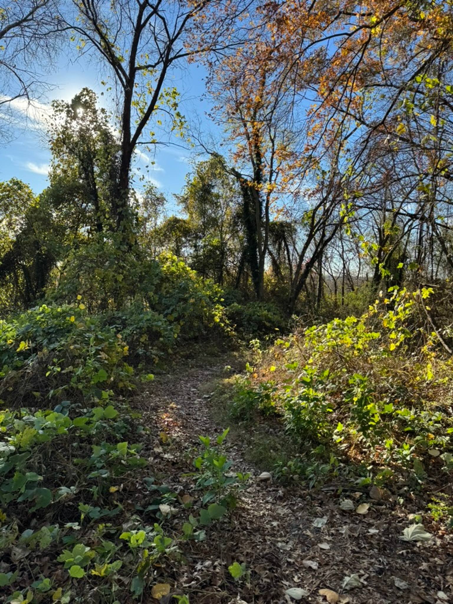 A winding gravel trail through Chimborazo Park bordered by lush green vegetation on both sides, with tall trees displaying autumn colors of brown and gold against a clear blue sky.