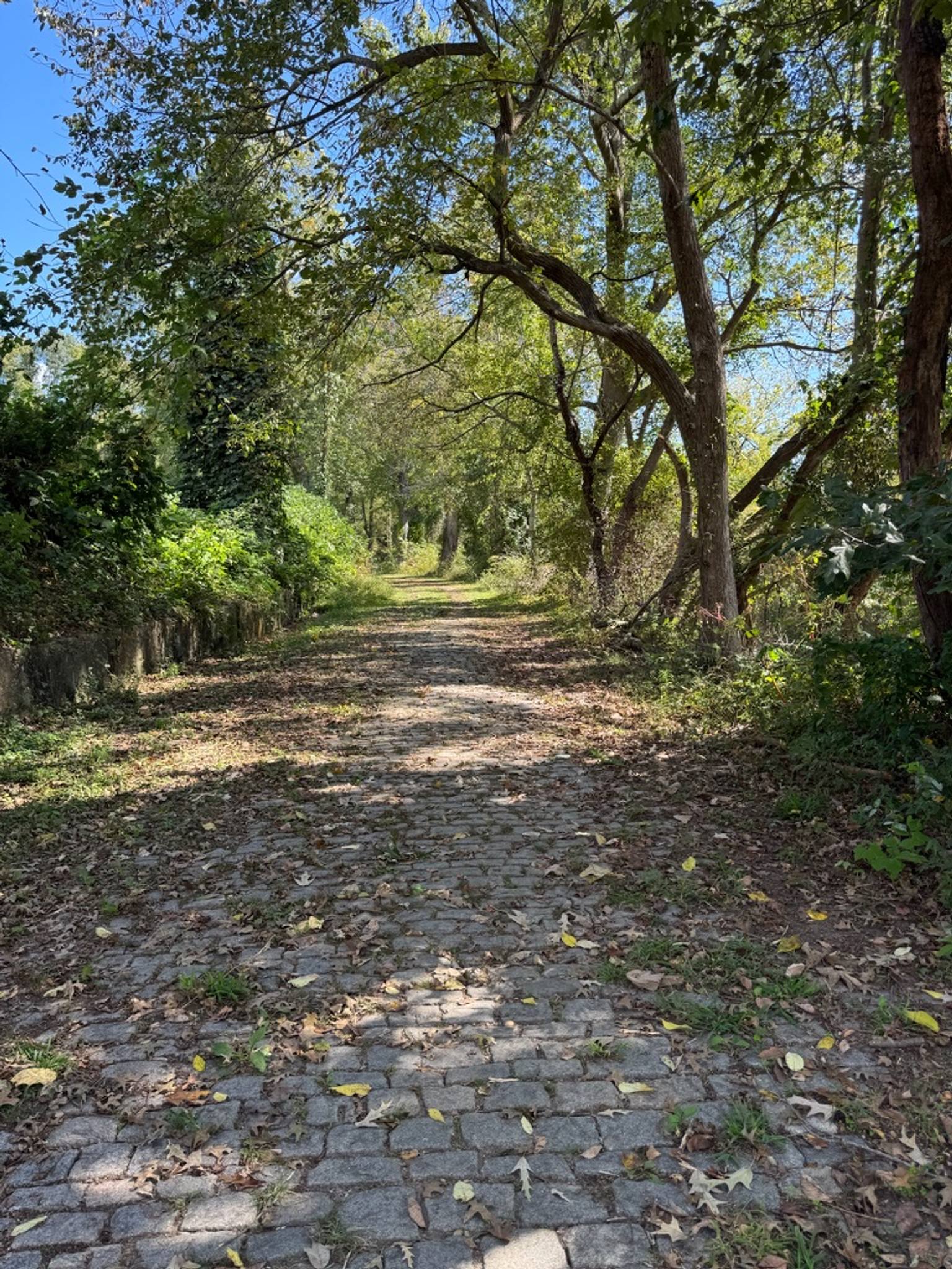 A serene tree-lined pathway with a brick or stone surface runs through the center, flanked by tall mature trees creating a natural canopy overhead. Fallen leaves scatter the ground, and lush green vegetation borders both sides of the path.