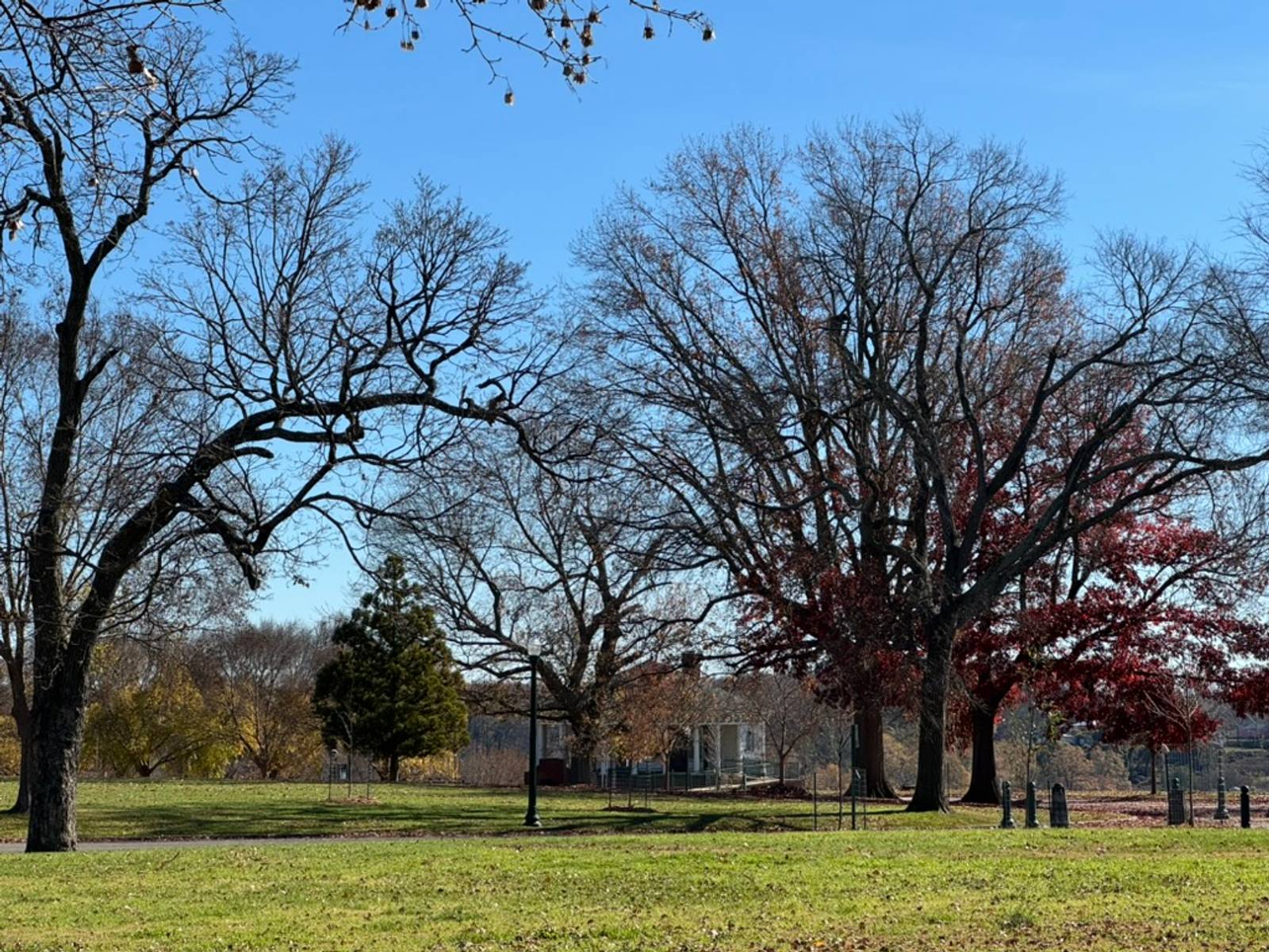 Oak trees in Chimborazo Park