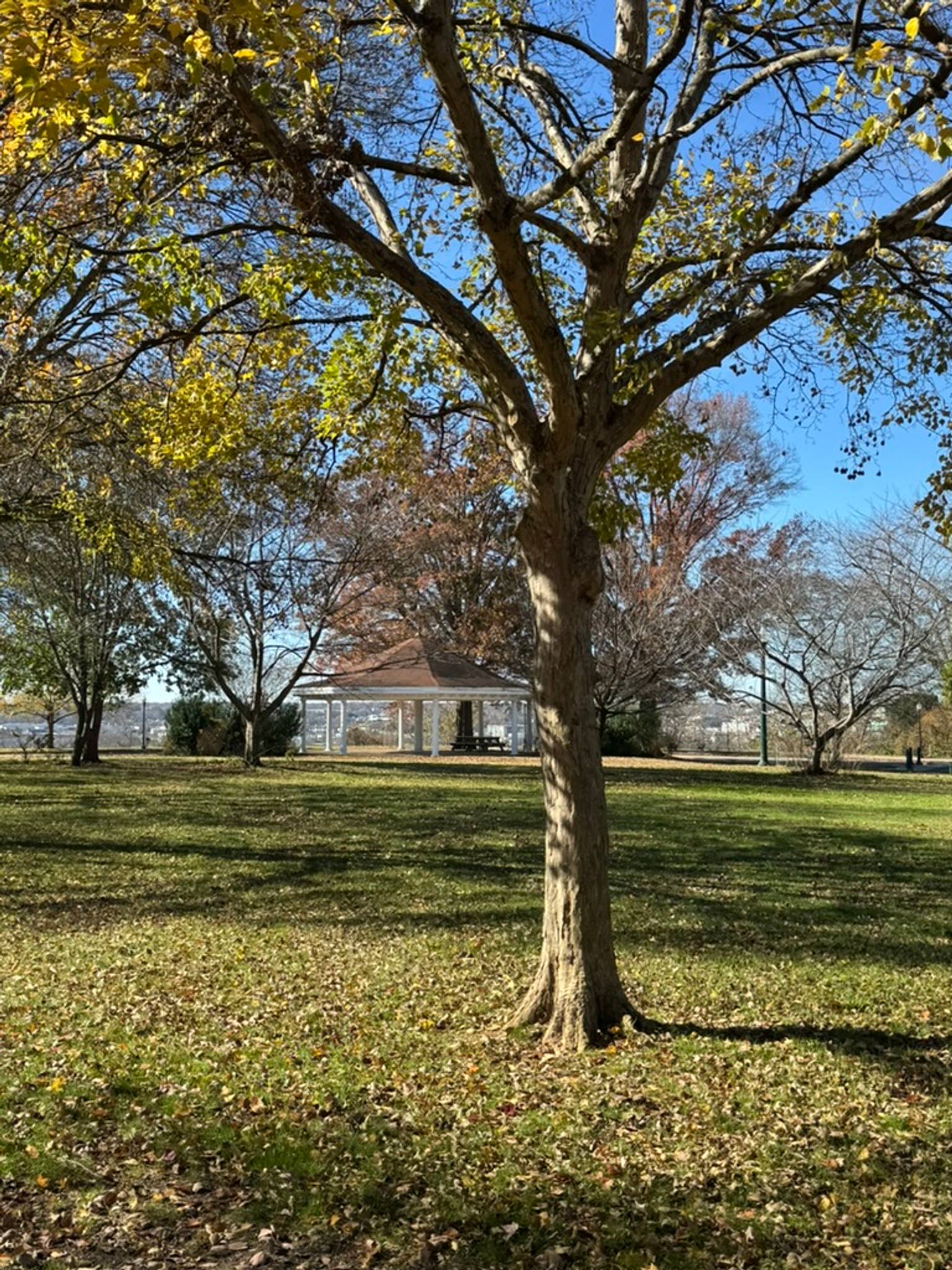 A large mature tree with a thick trunk stands in the foreground of a grassy field at Chimborazo Park, with yellow and green foliage visible in its canopy. A historic brick building can be seen in the background across the open lawn, with bare trees and blue sky beyond.