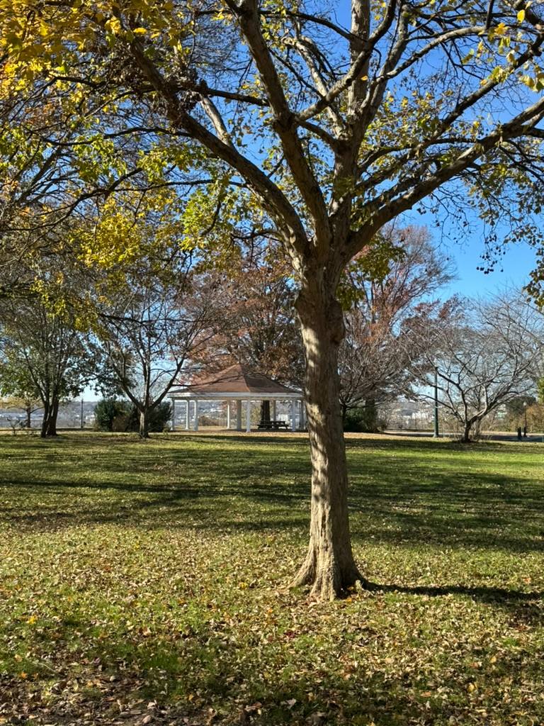 A large mature tree with a thick trunk stands in the foreground of a grassy field at Chimborazo Park, with yellow and green foliage visible in its canopy. A historic brick building can be seen in the background across the open lawn, with bare trees and blue sky beyond.