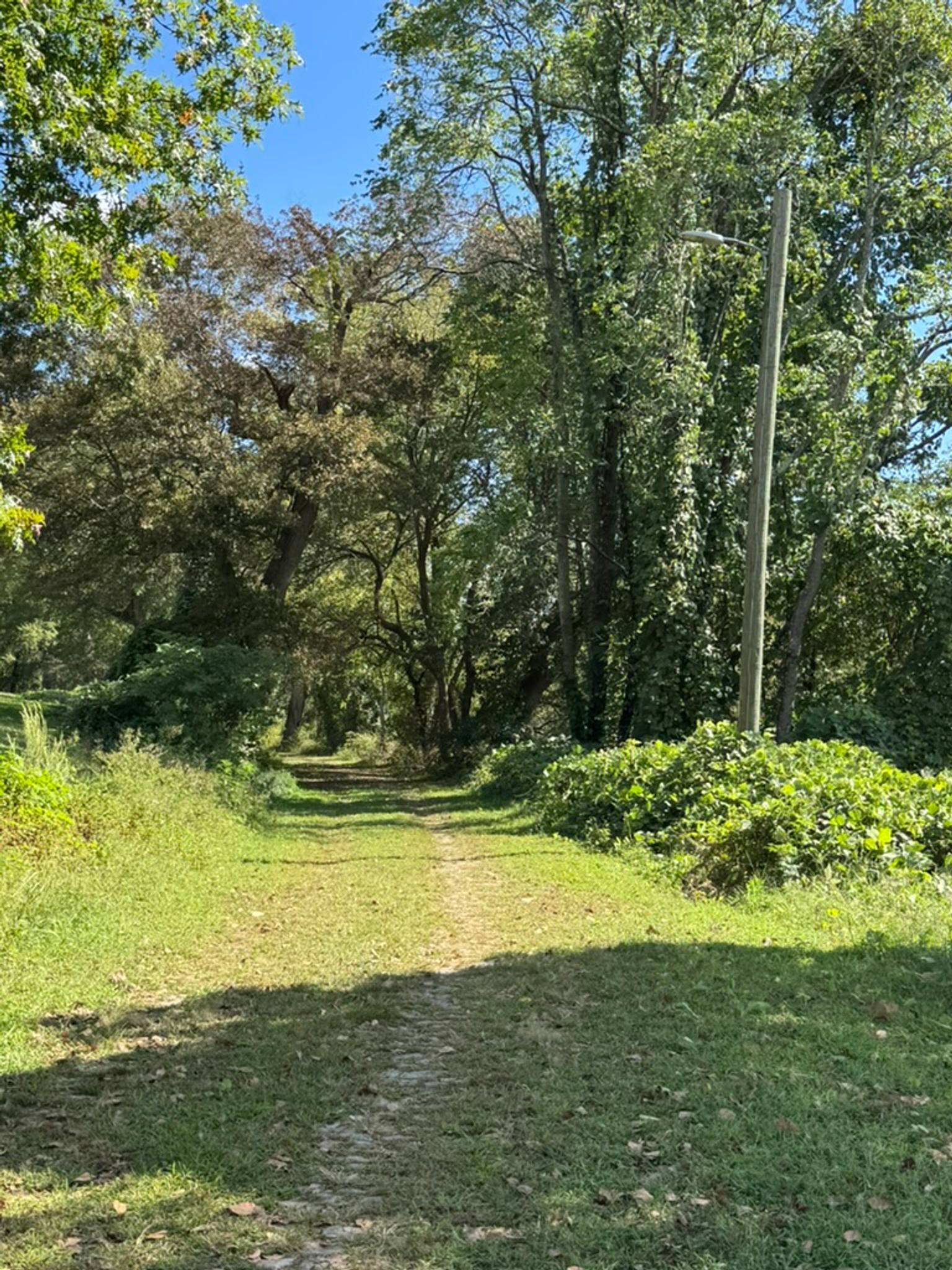 A scenic dirt and grass pathway winds through dense green trees and vegetation in Chimborazo Park, with a tall utility pole visible on the right side and dappled sunlight filtering through the canopy under a clear blue sky.