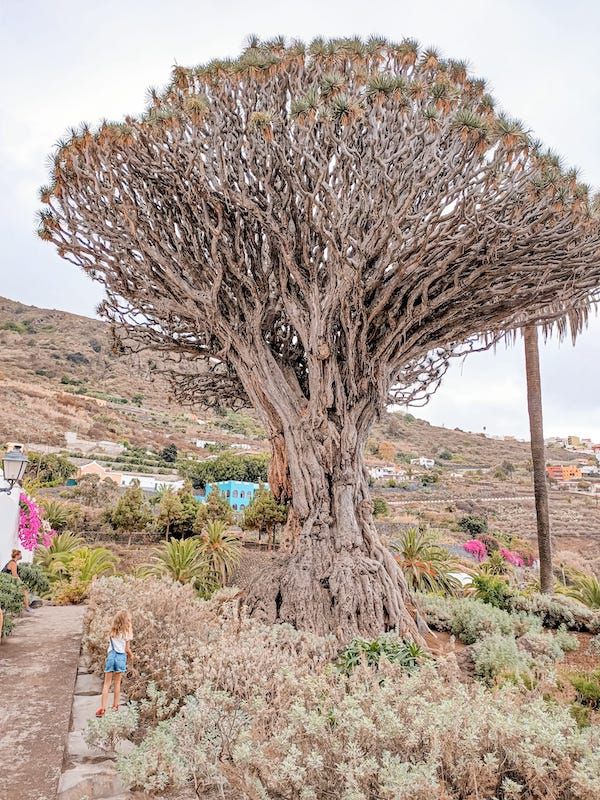 Drago Milenario en Icod de los Vinos, Tenerife