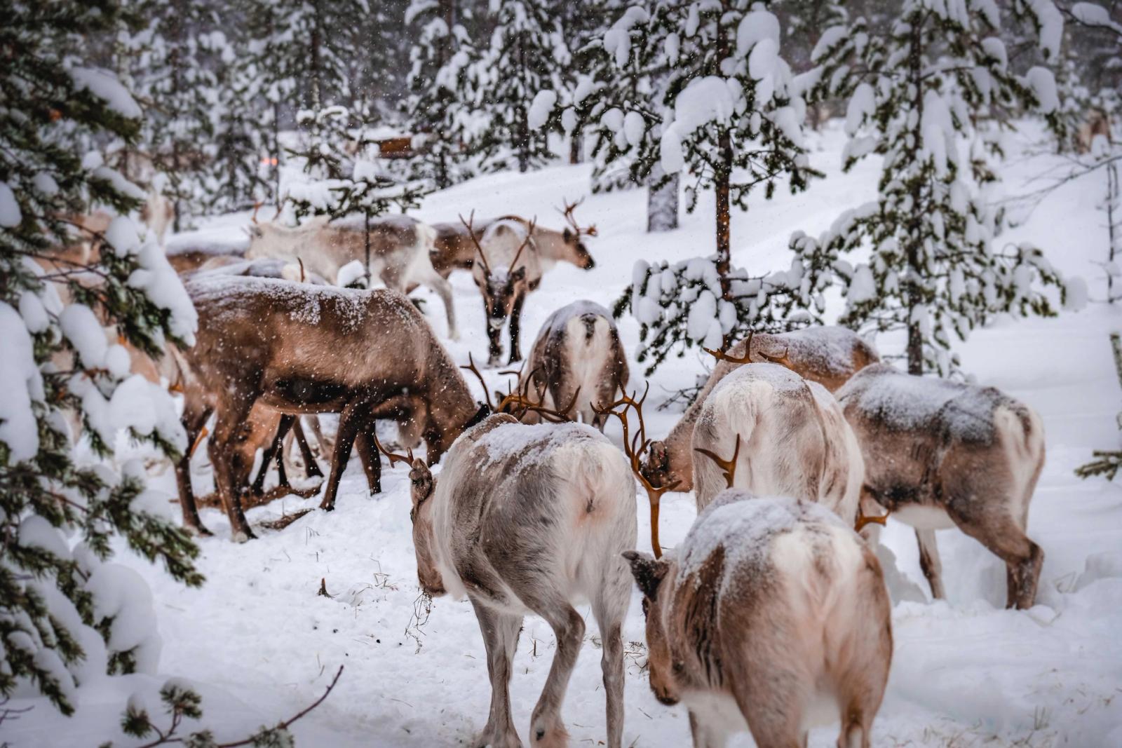 What to do in Lapland